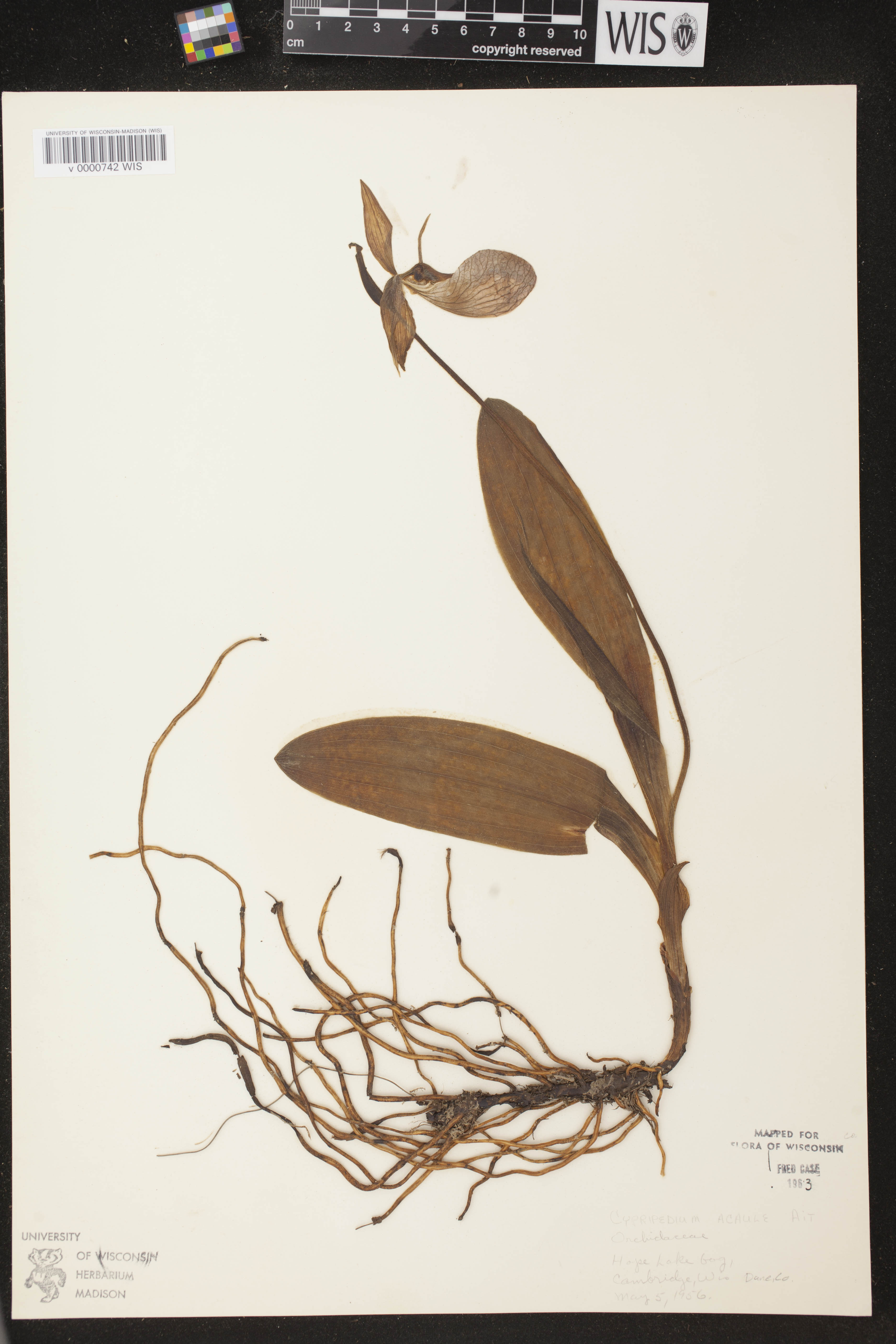 Cypripedium acaule image
