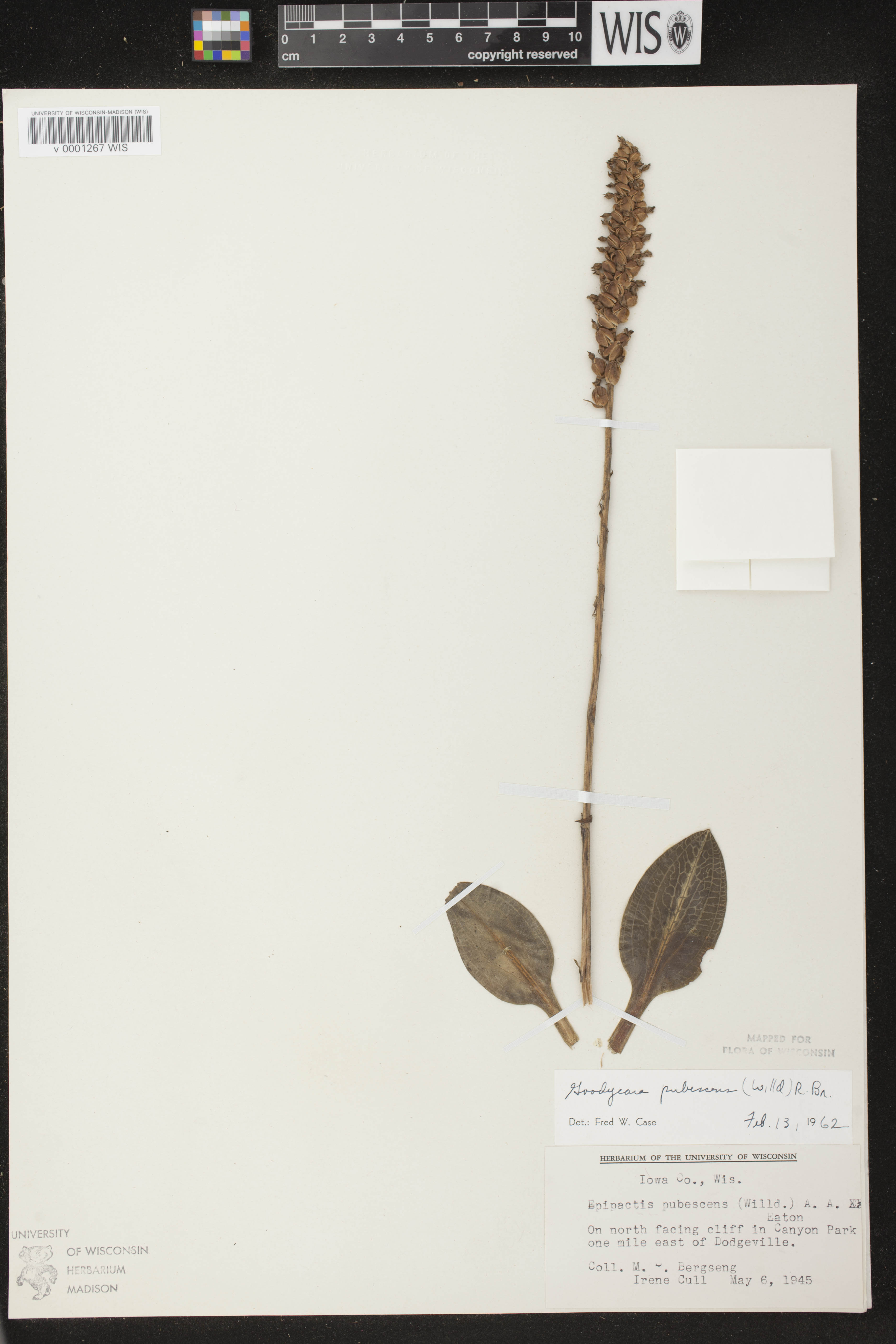 Goodyera pubescens image