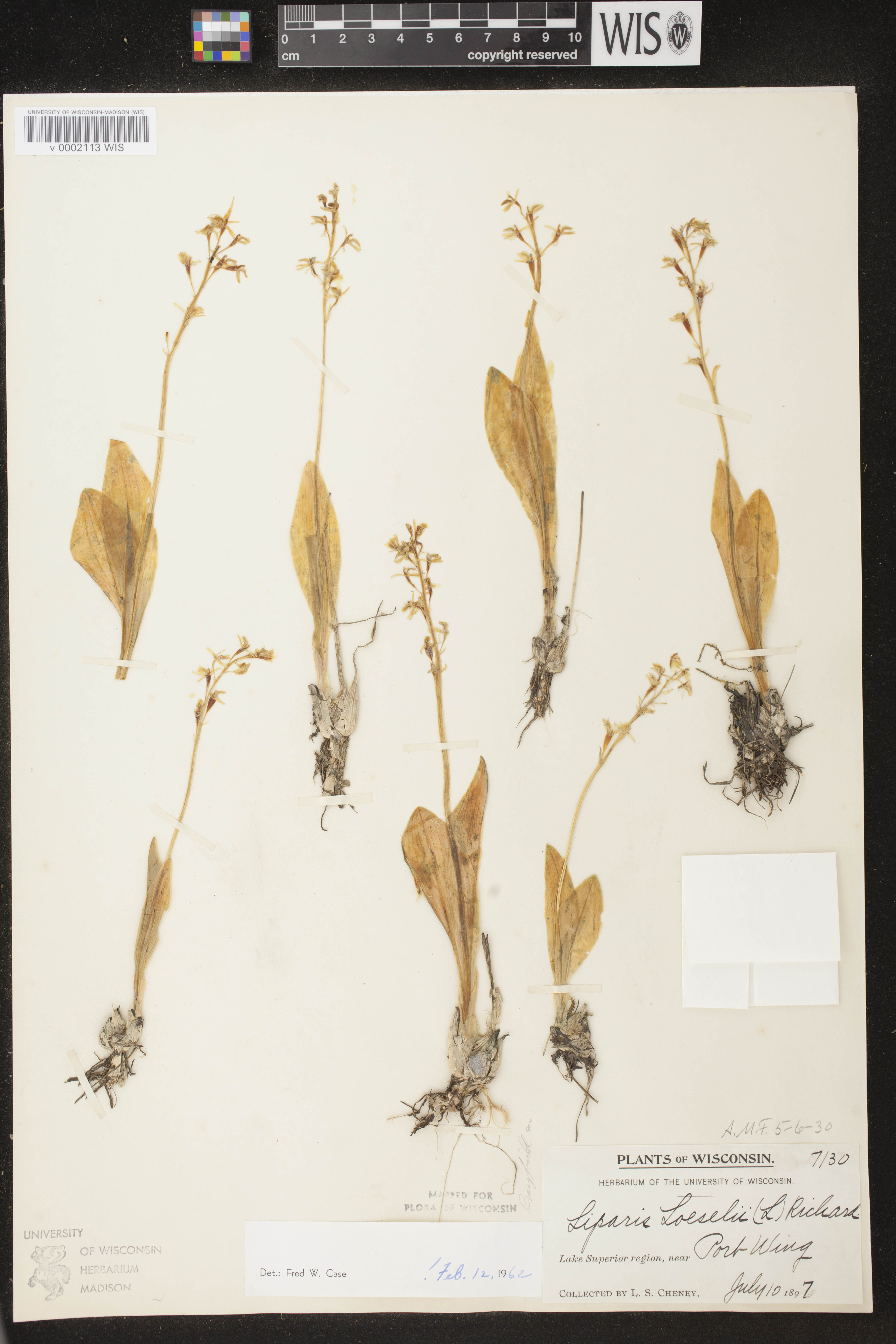 Liparis loeselii image