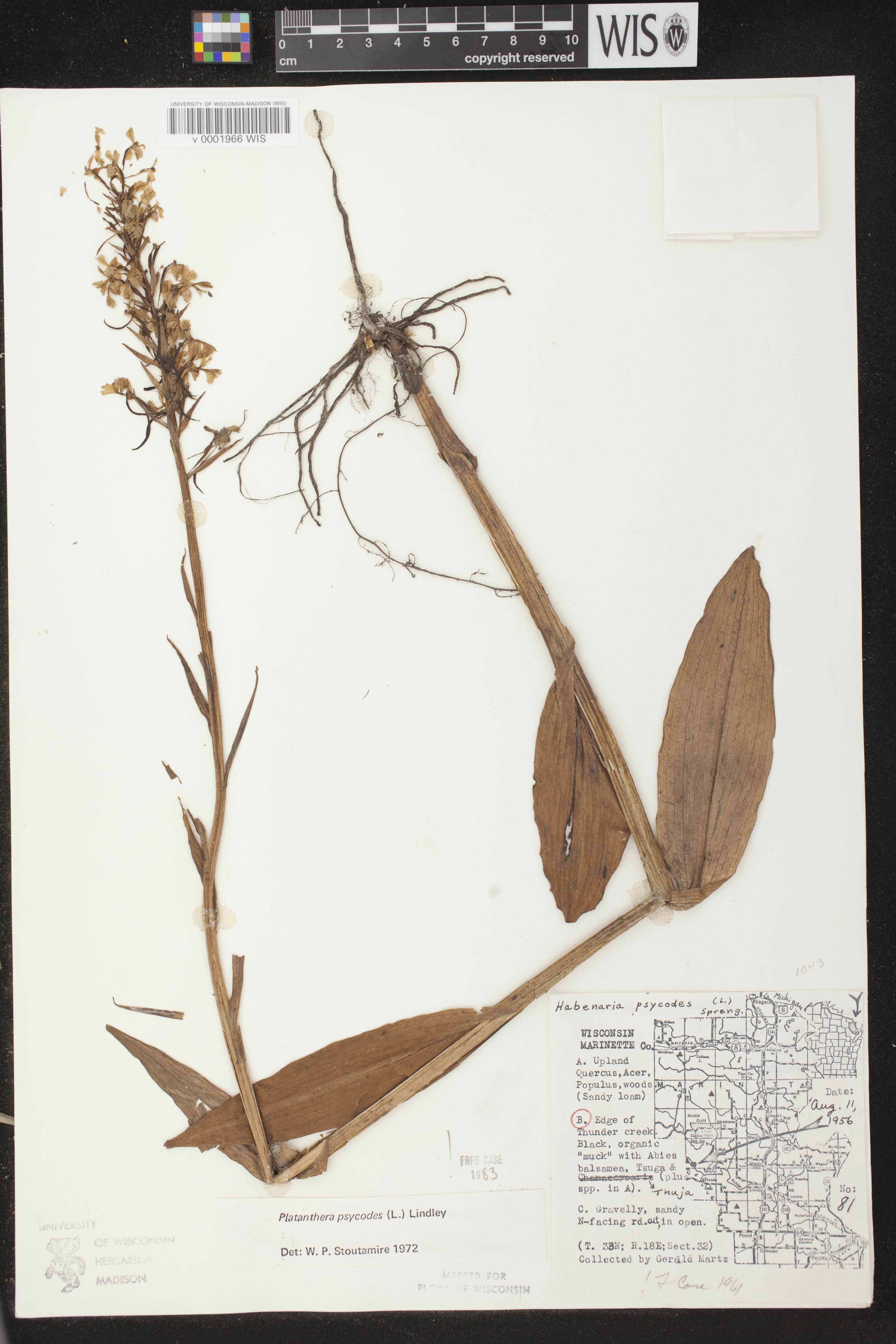 Platanthera psycodes image
