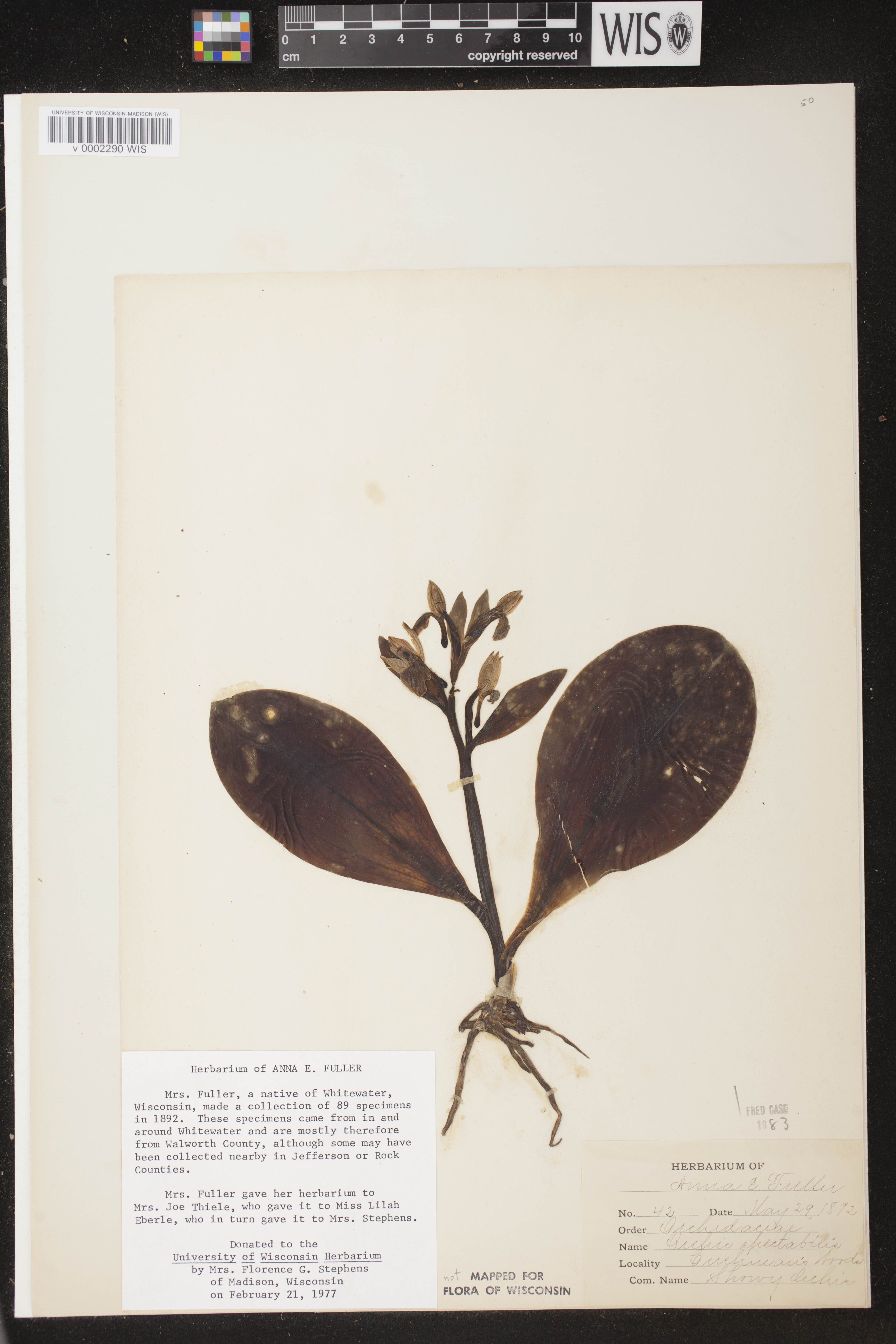 Galearis spectabilis image