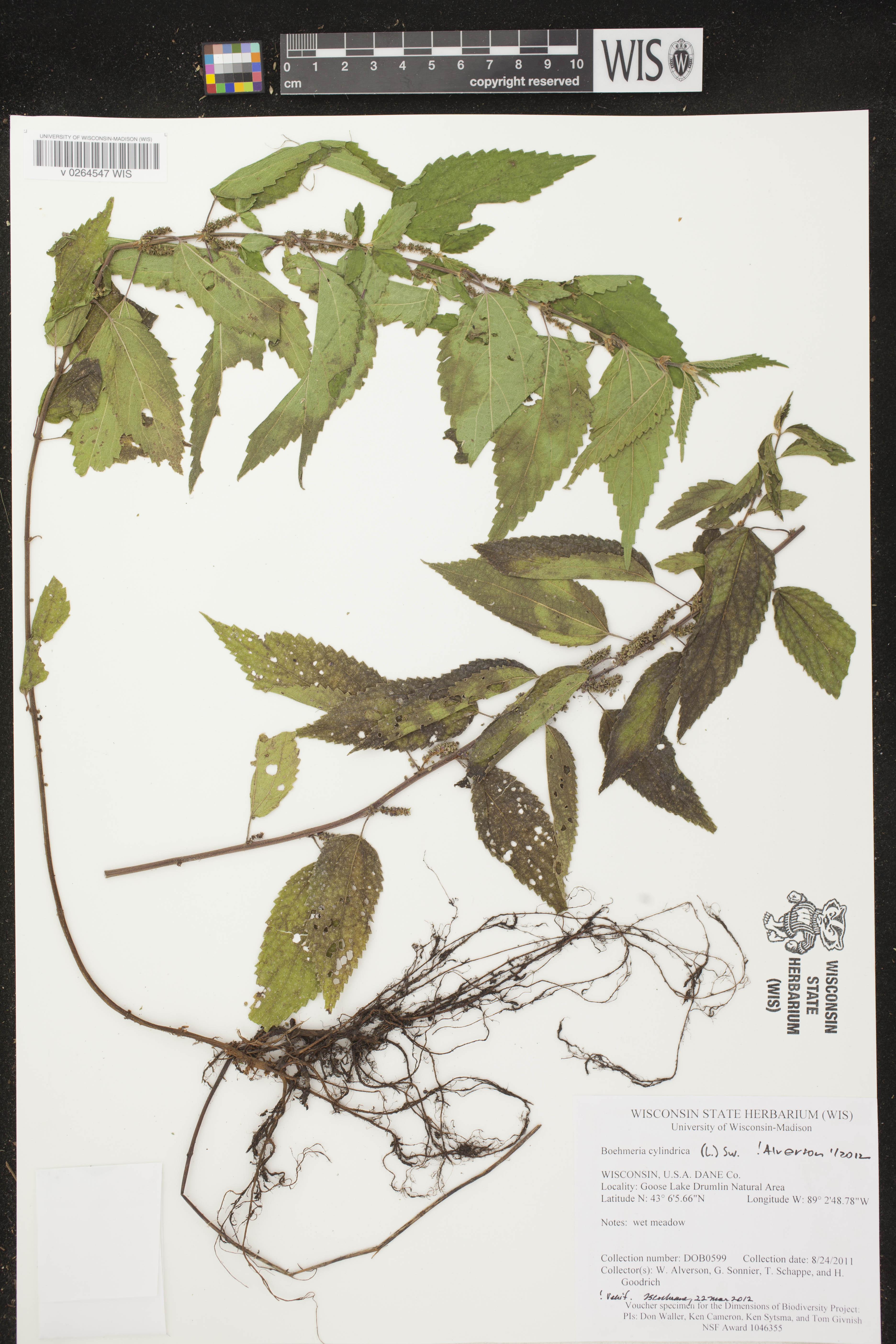 Boehmeria cylindrica image