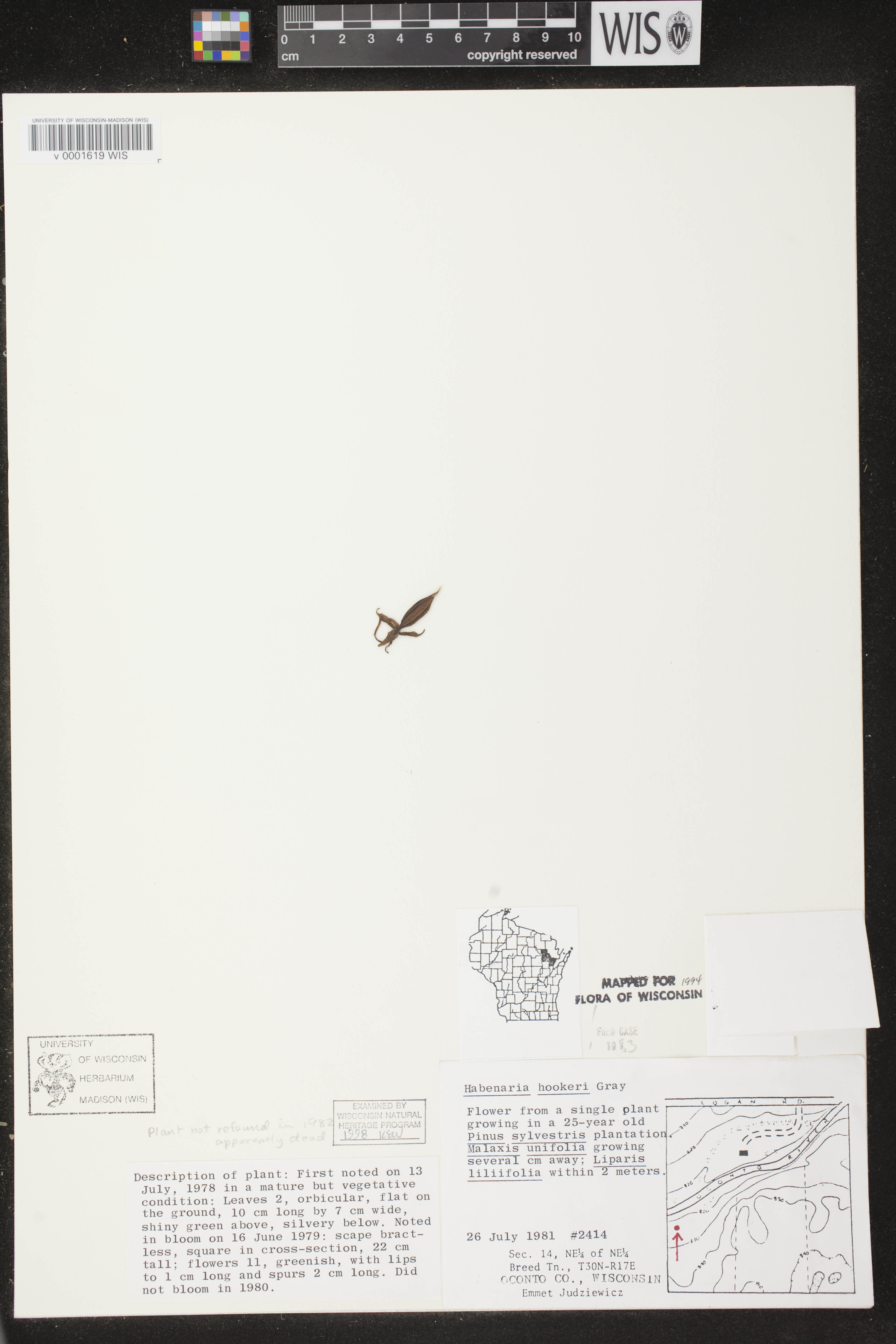 Platanthera hookeri image