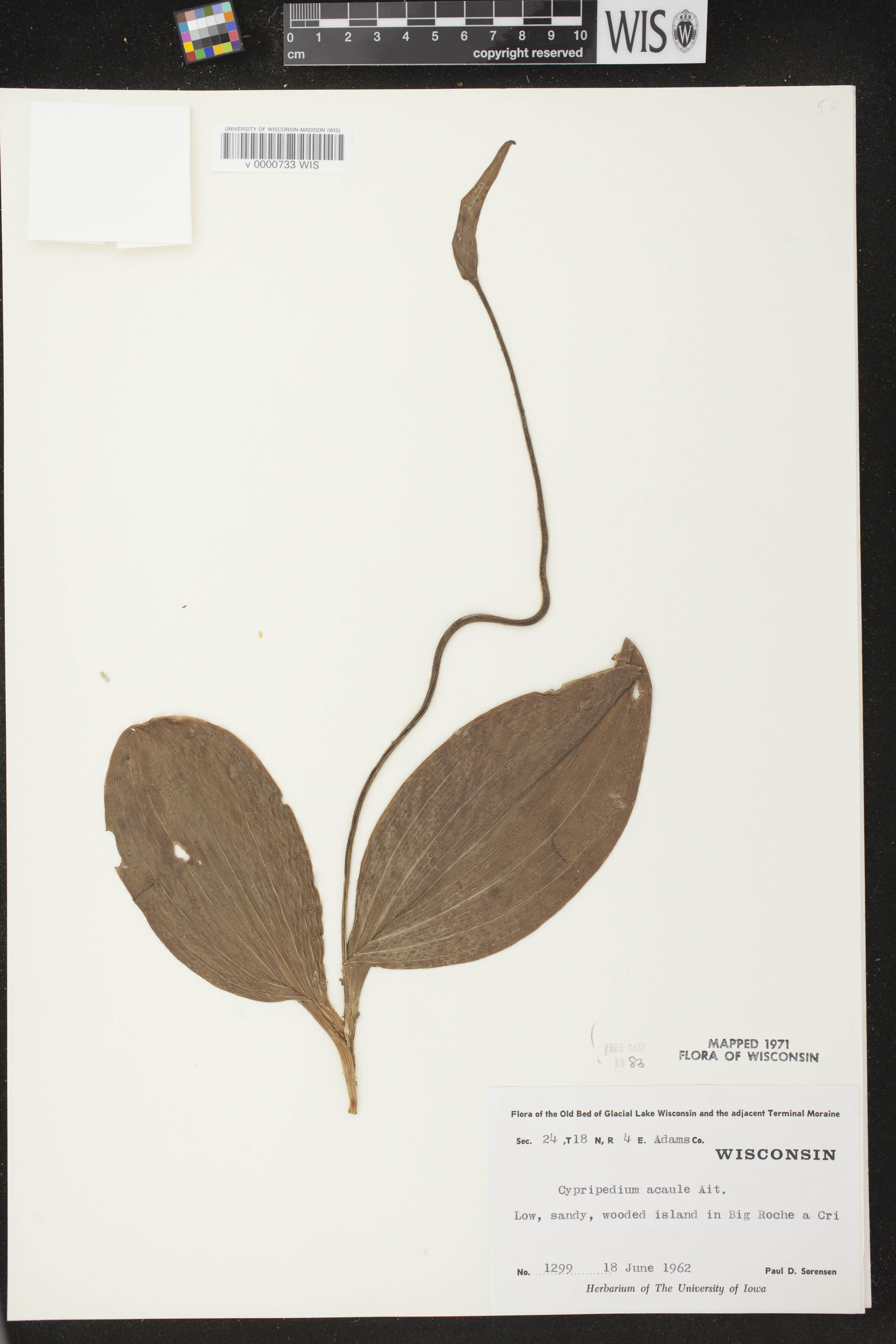 Cypripedium acaule image