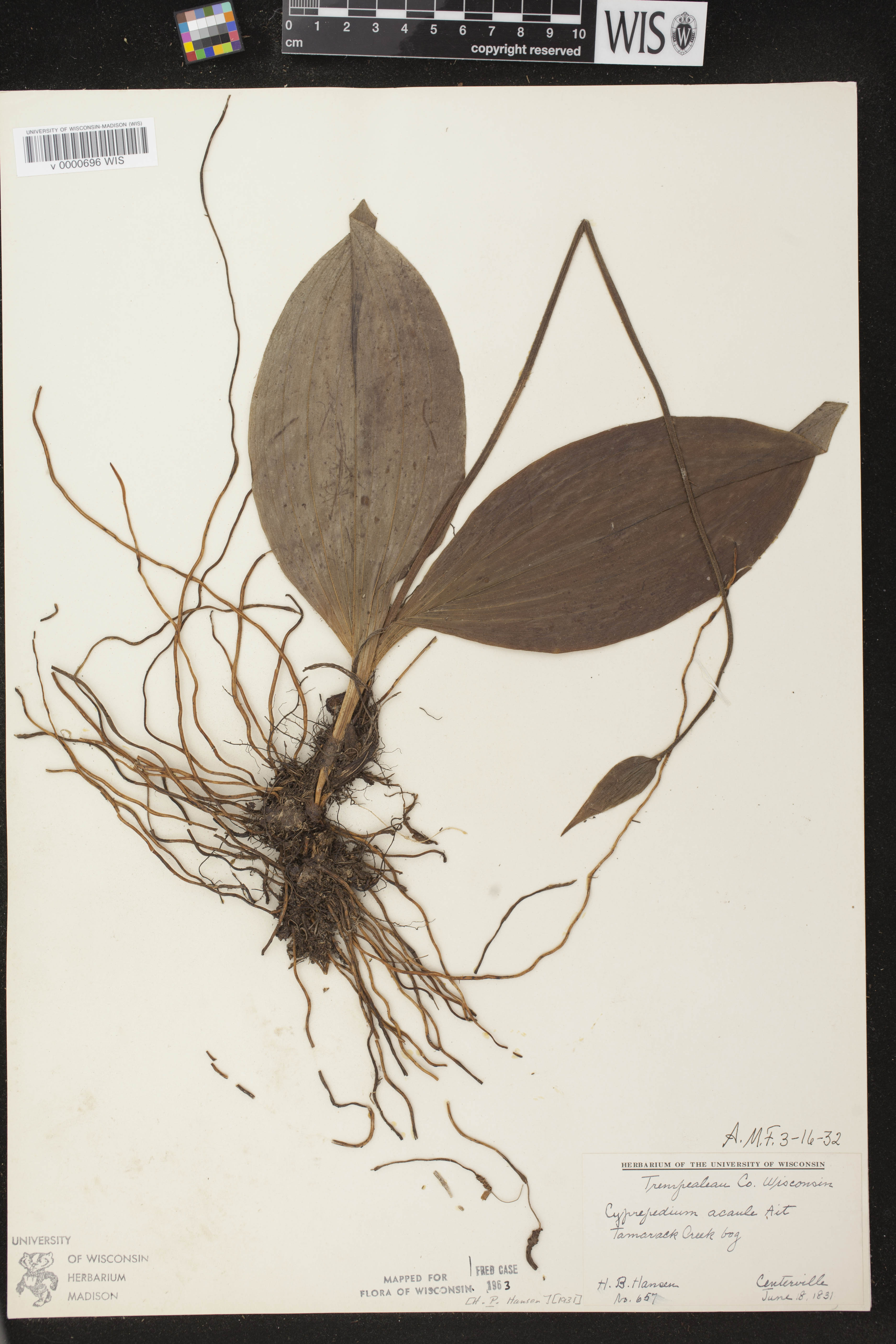 Cypripedium acaule image