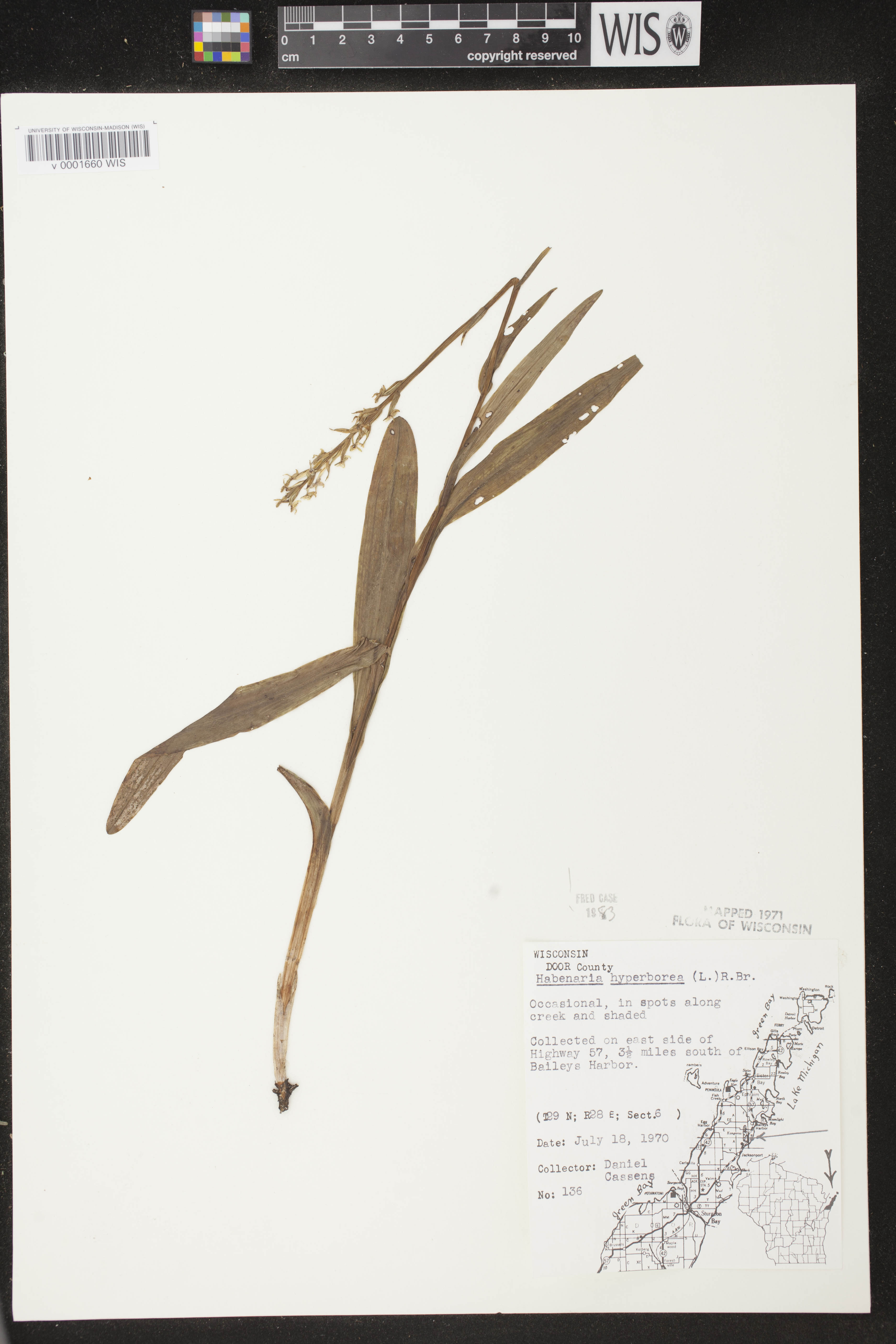 Platanthera huronensis image
