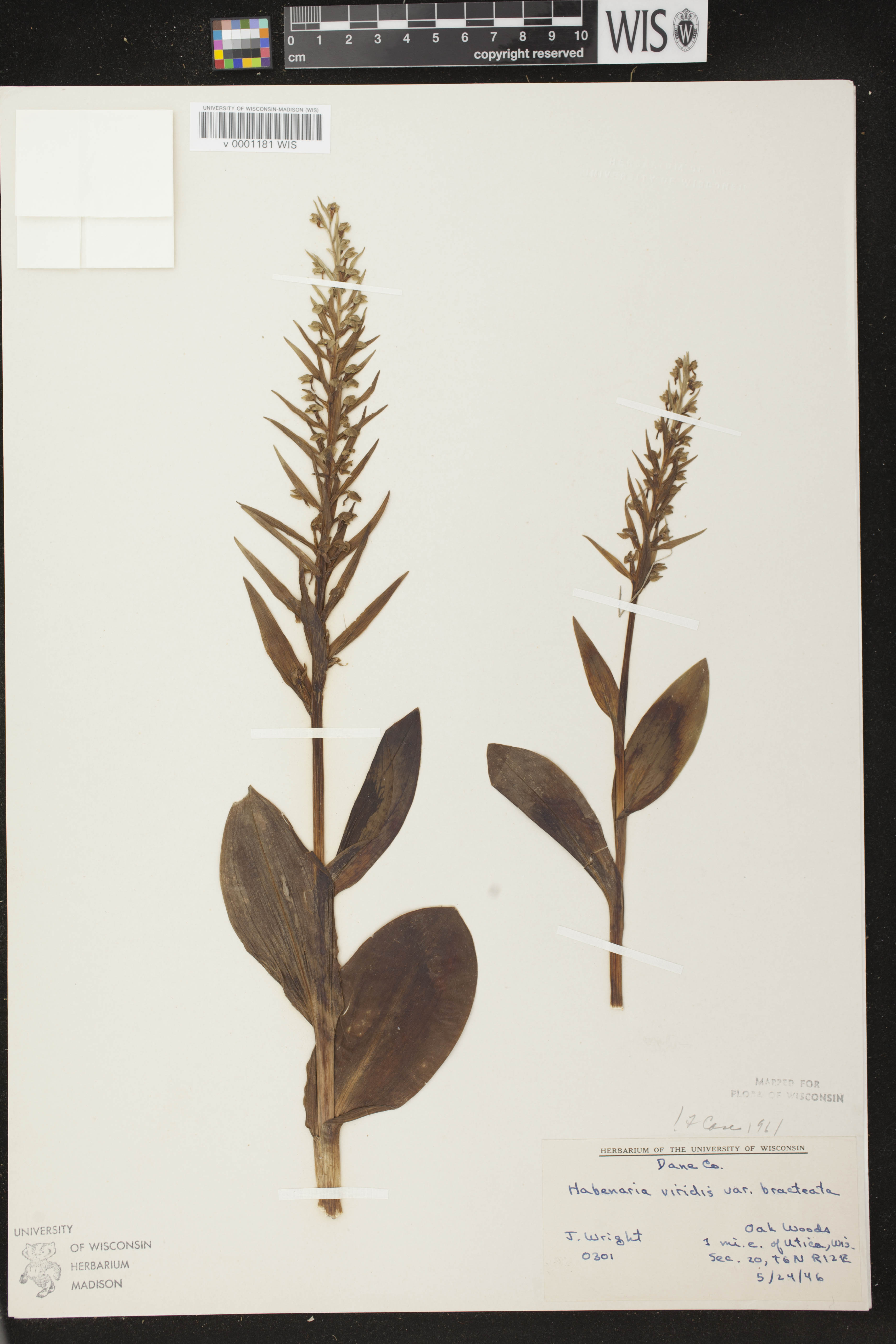 Coeloglossum viride var. virescens image