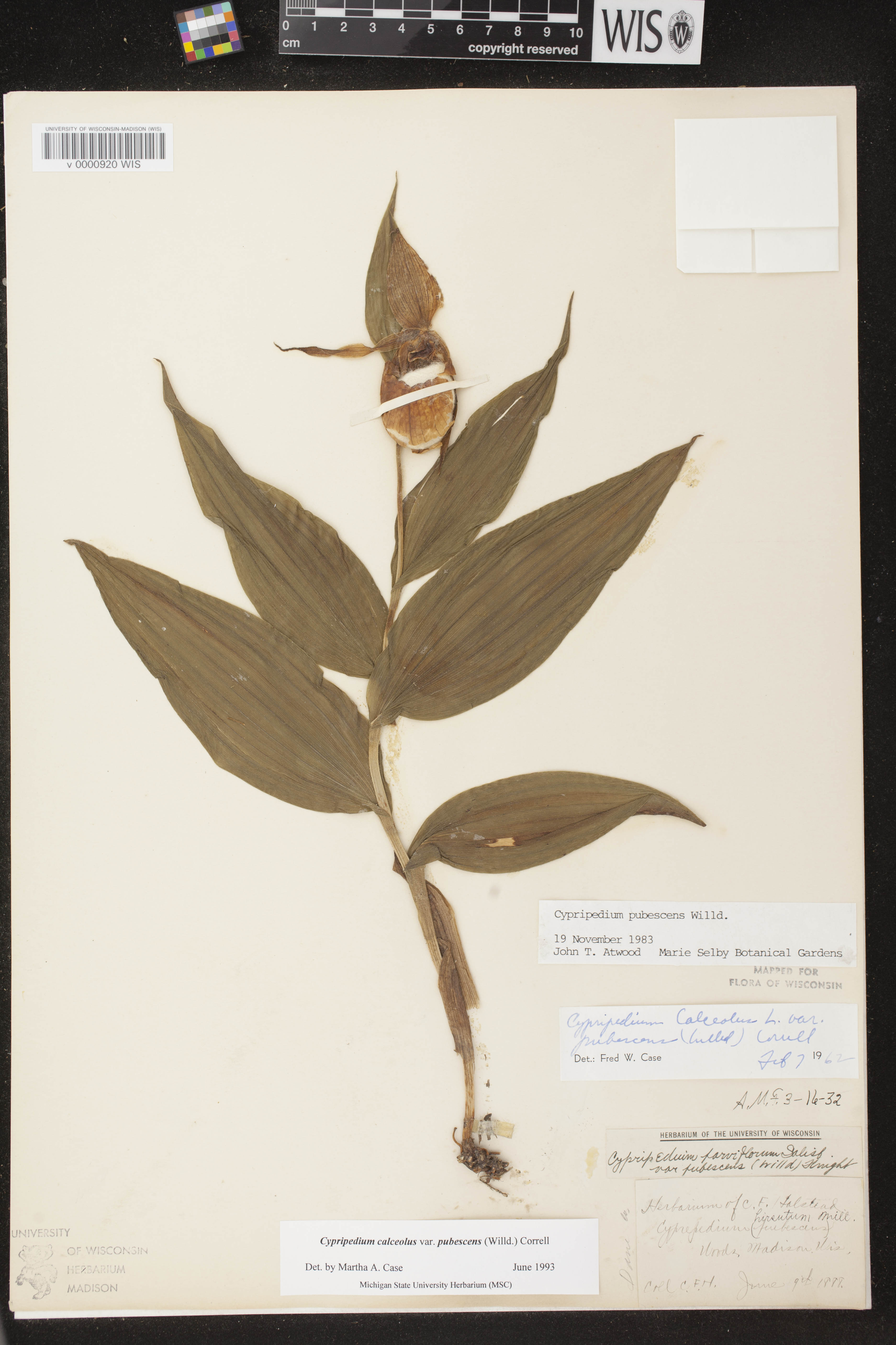 Cypripedium parviflorum image