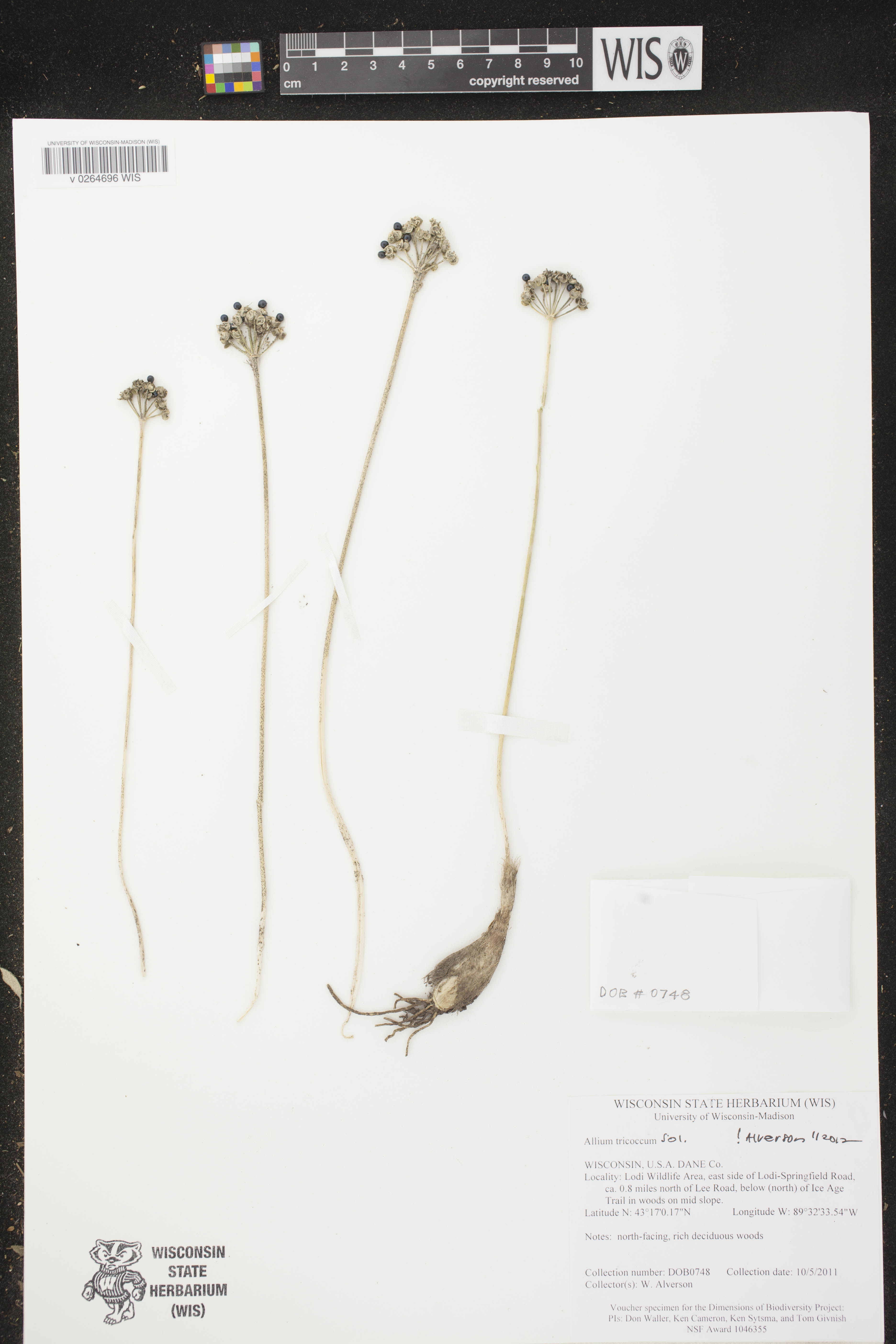 Allium tricoccum image