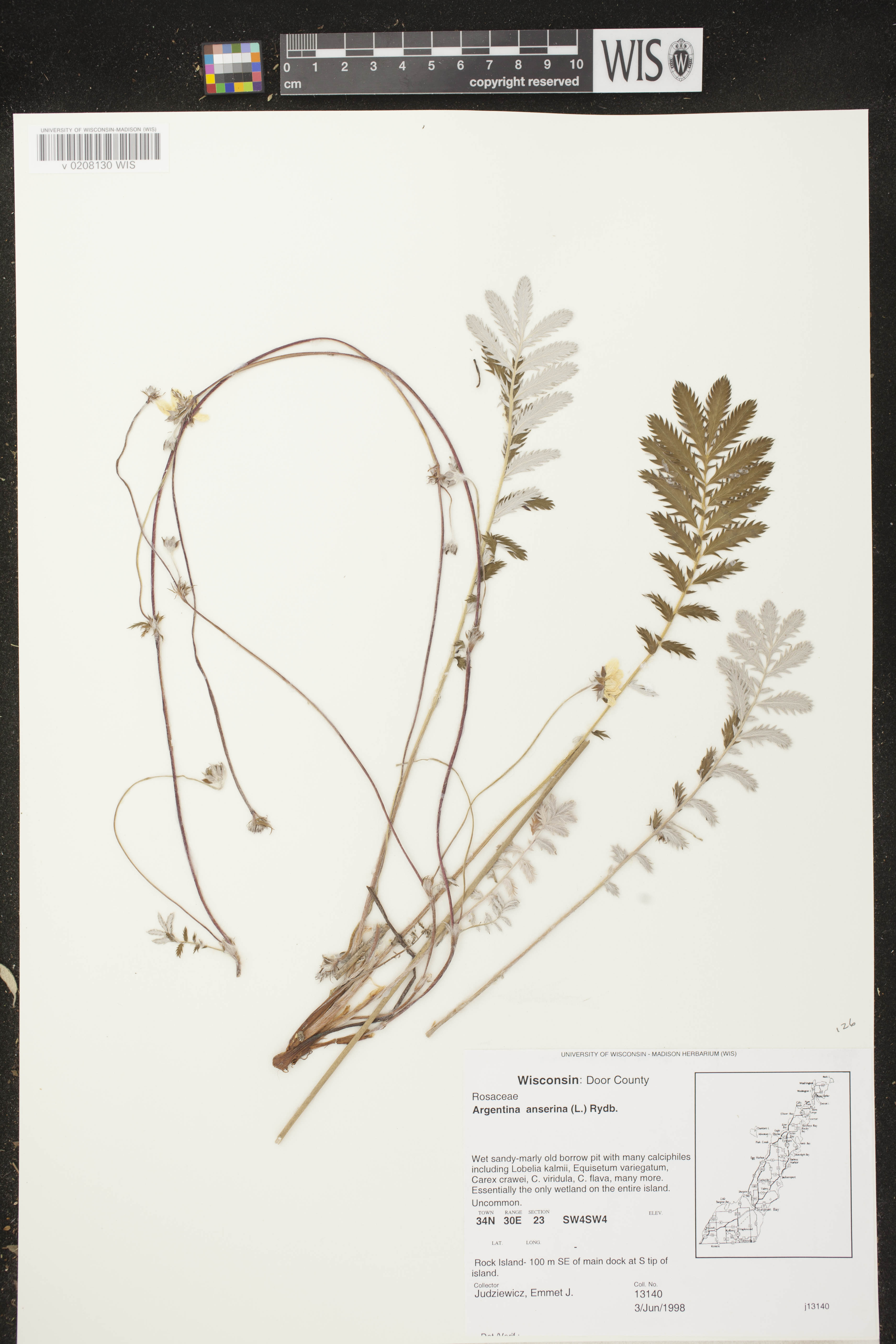 Potentilla anserina subsp. anserina image