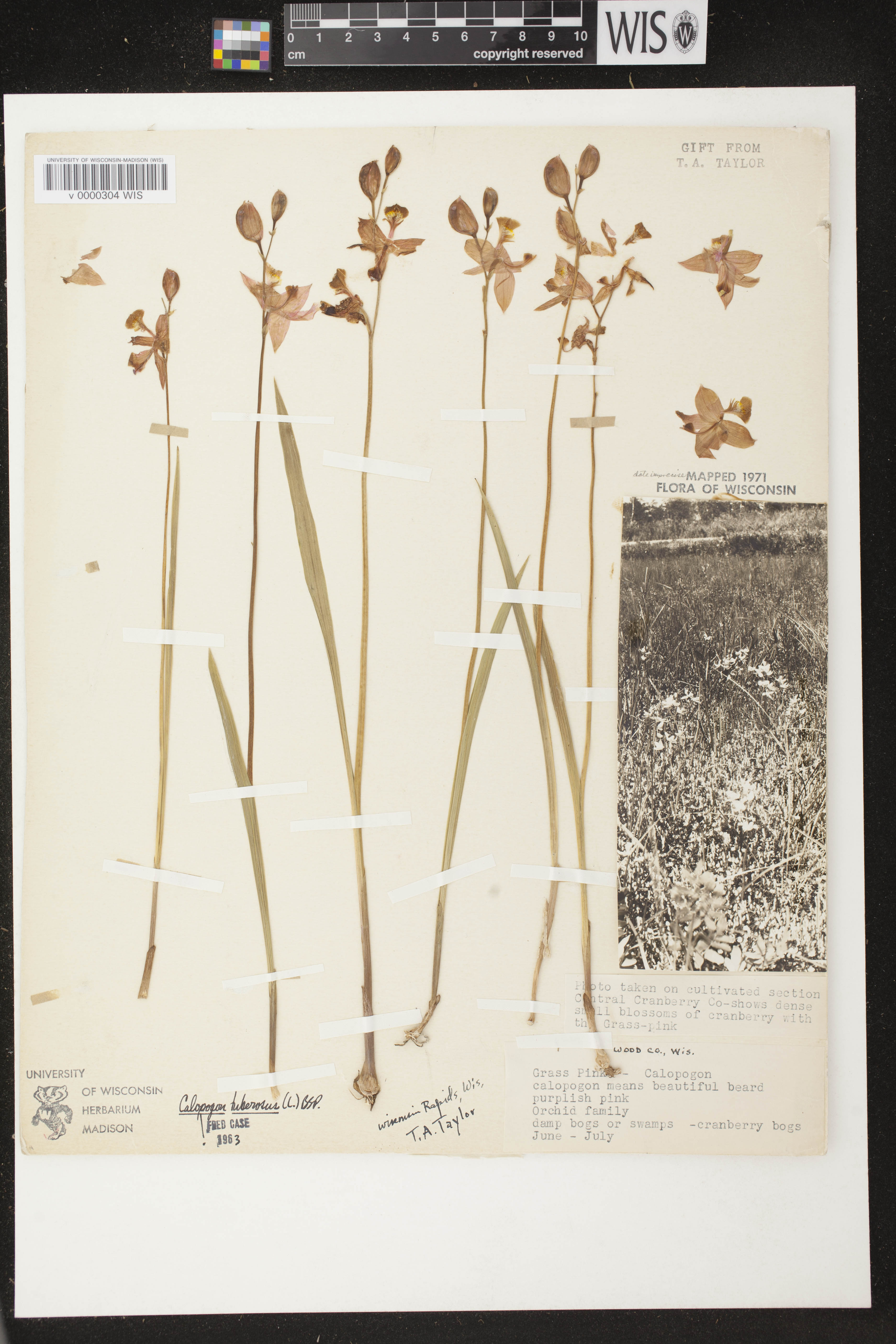 Calopogon tuberosus image