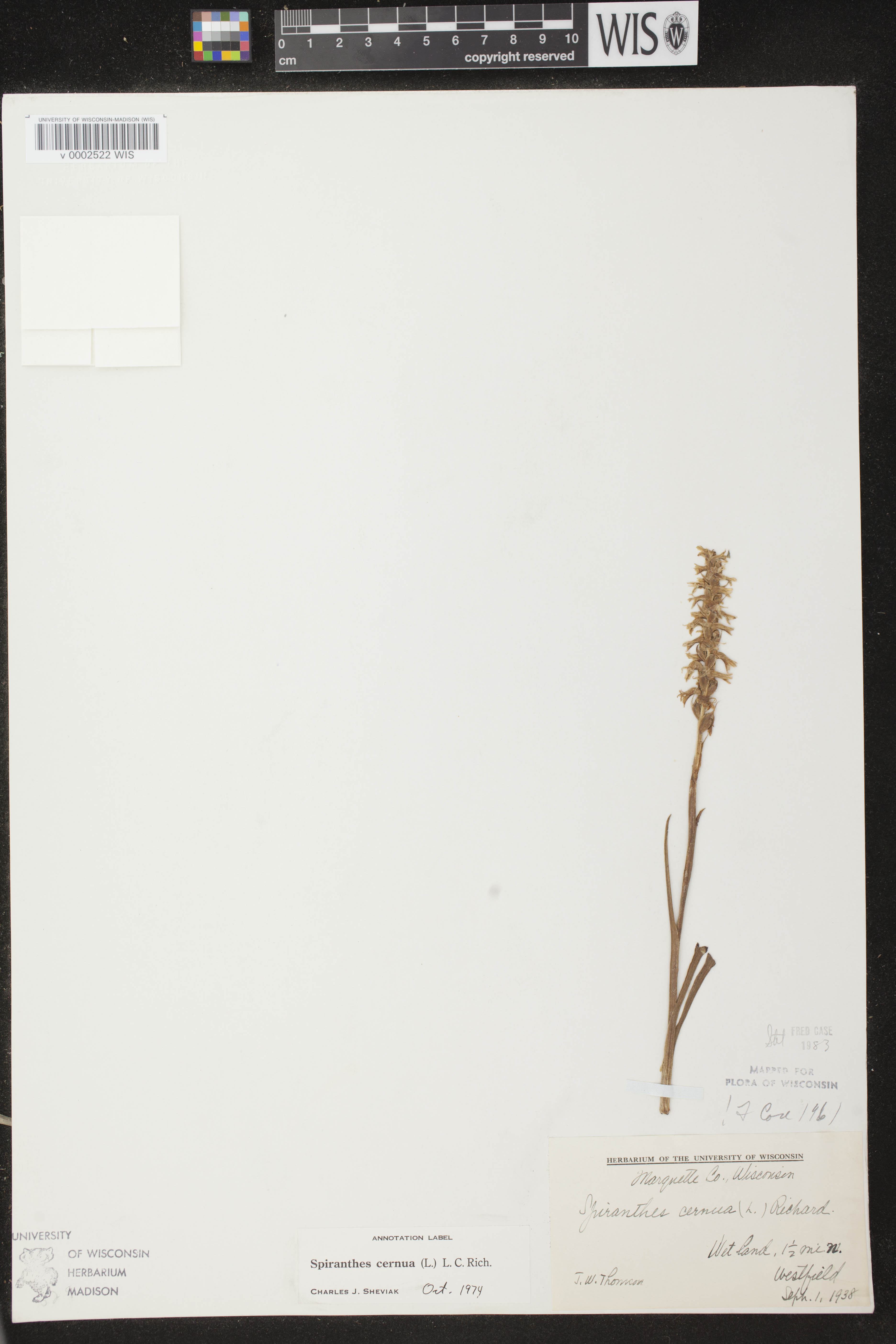 Spiranthes cernua image