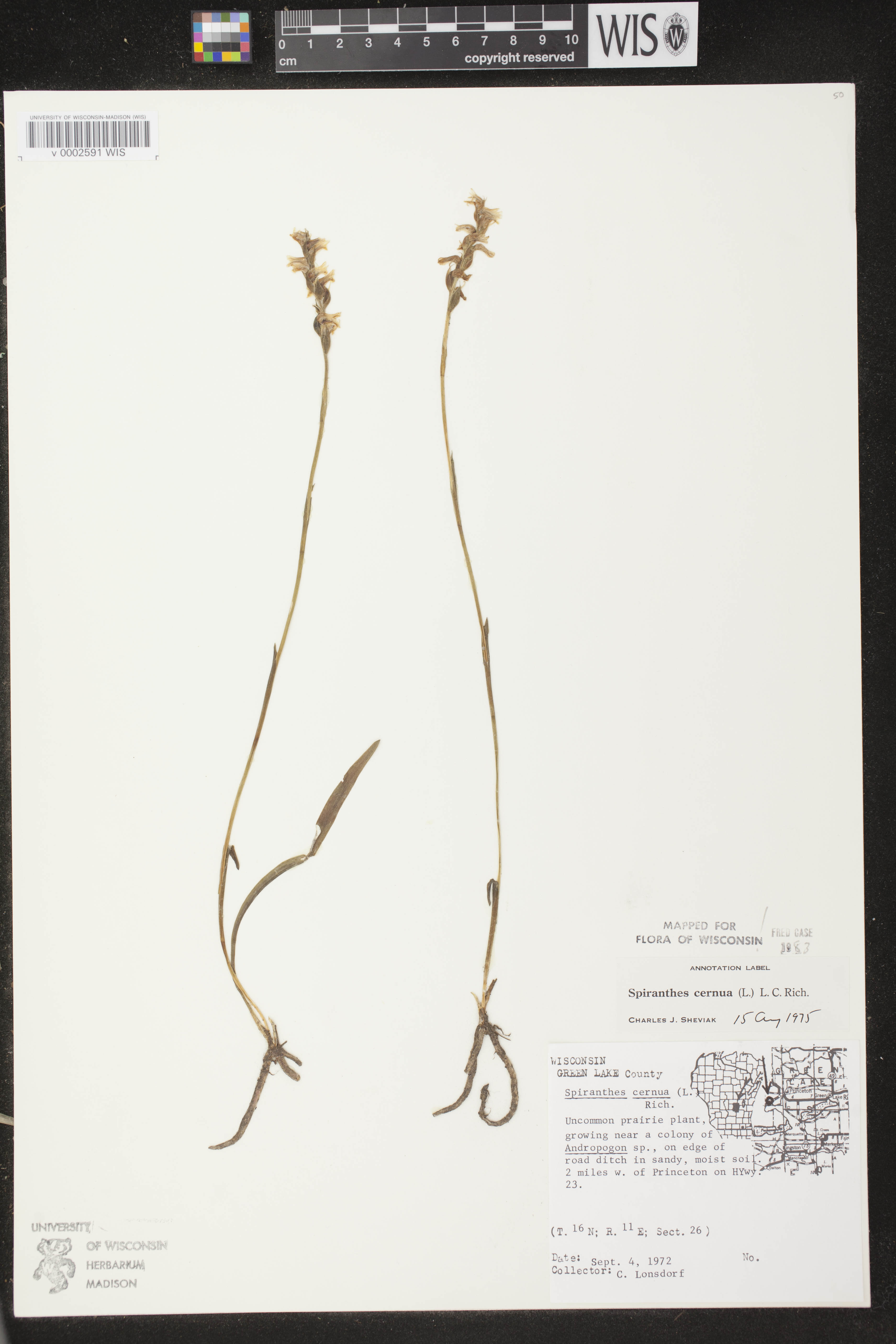 Spiranthes cernua image