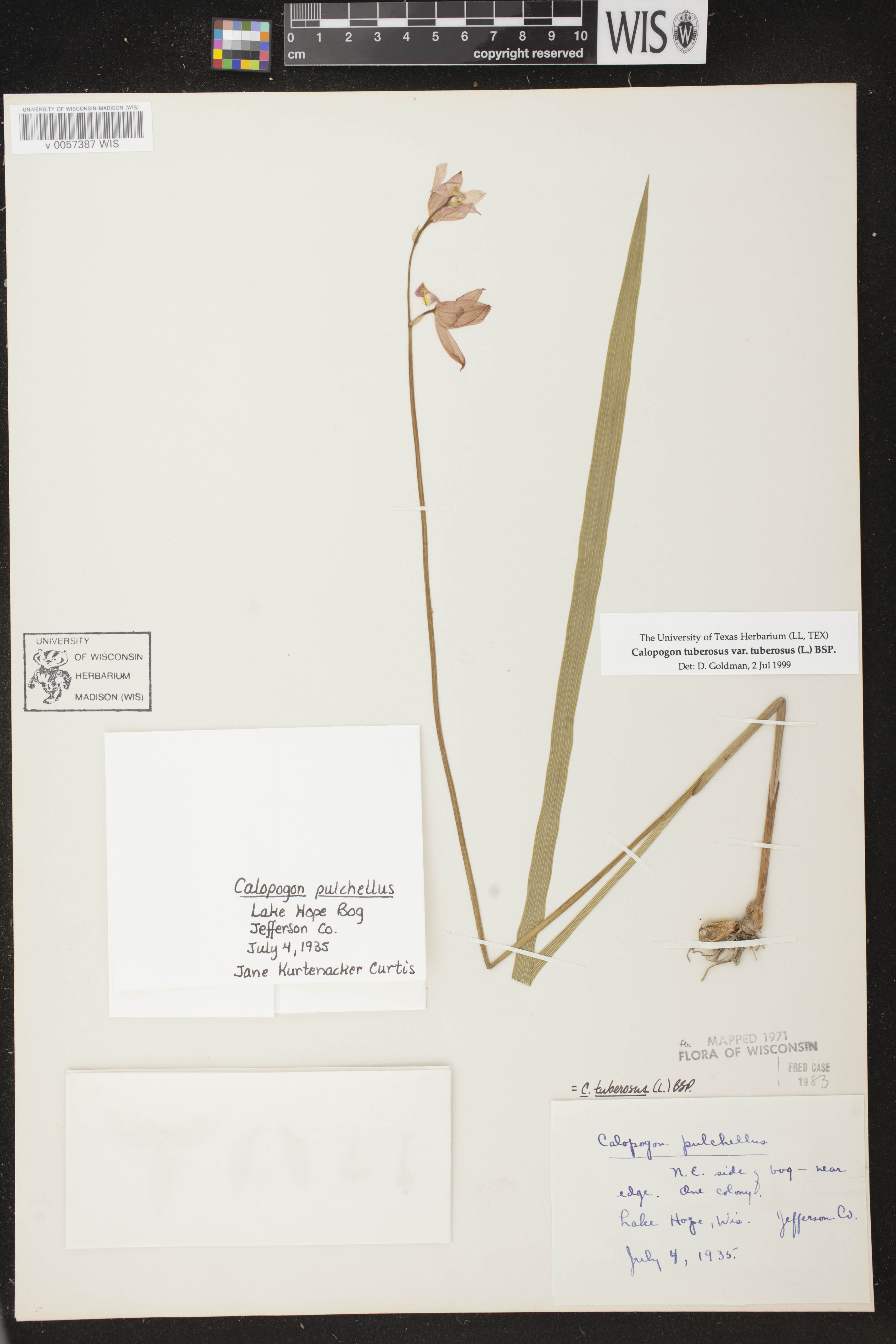 Calopogon tuberosus image