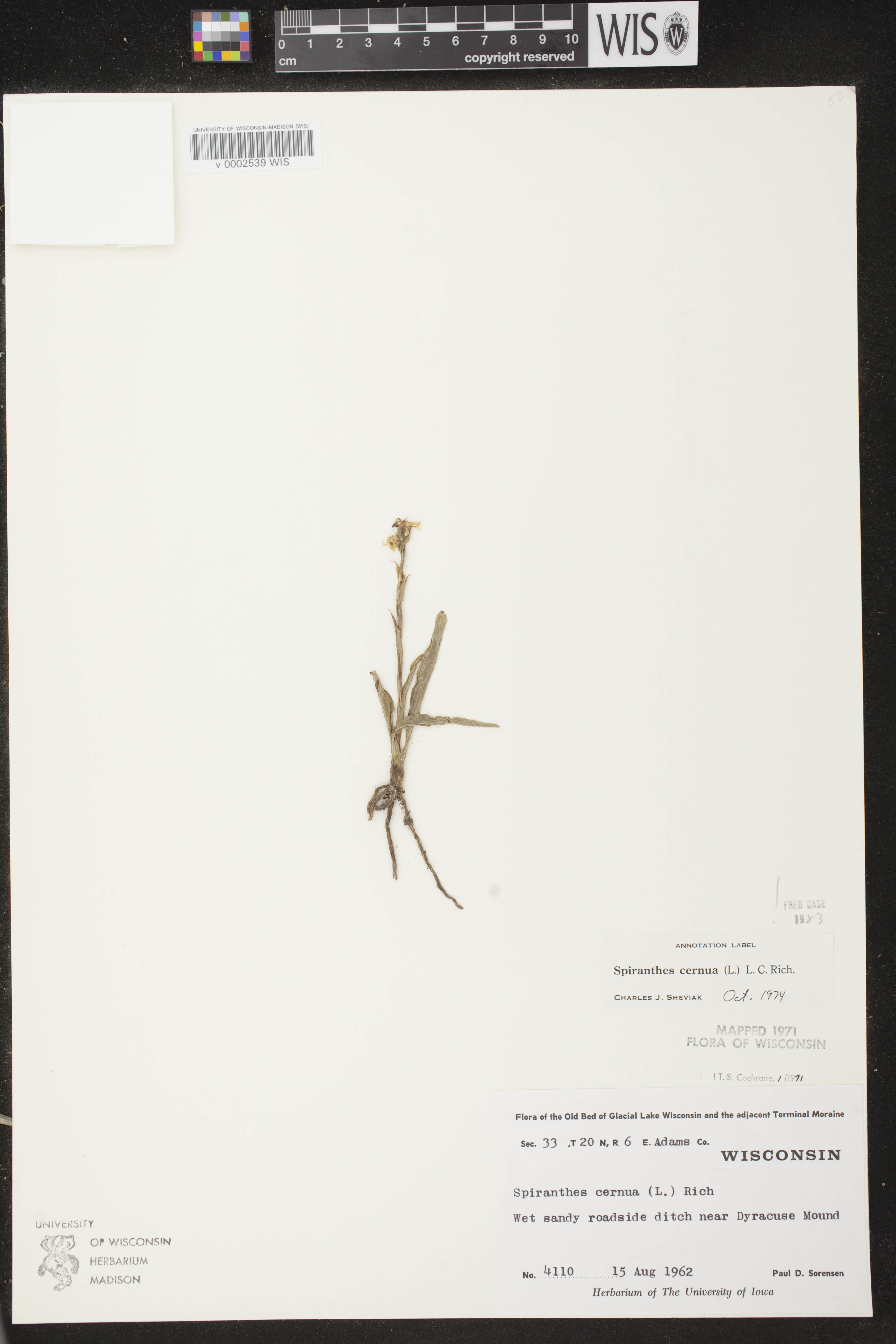Spiranthes cernua image