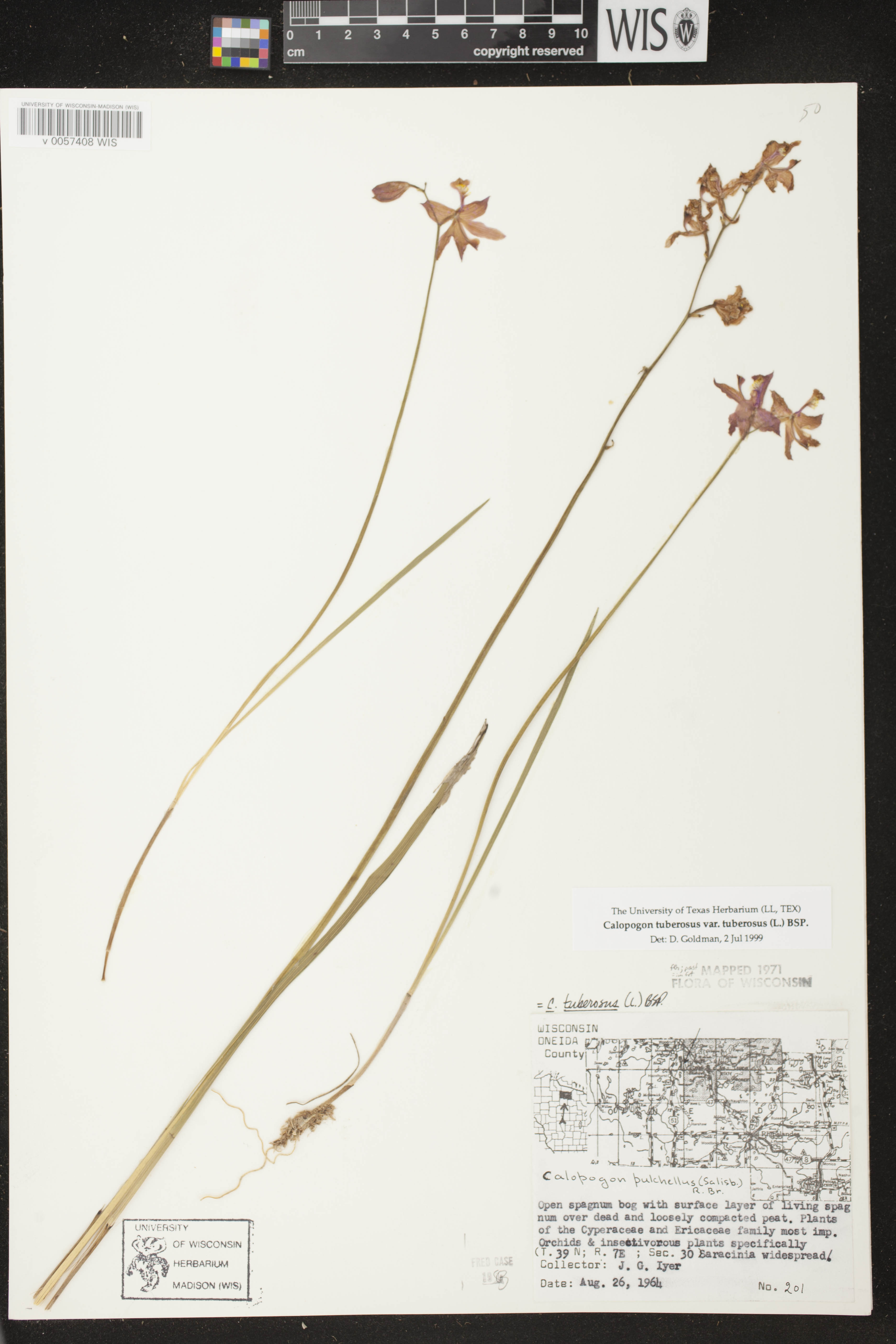 Calopogon tuberosus image