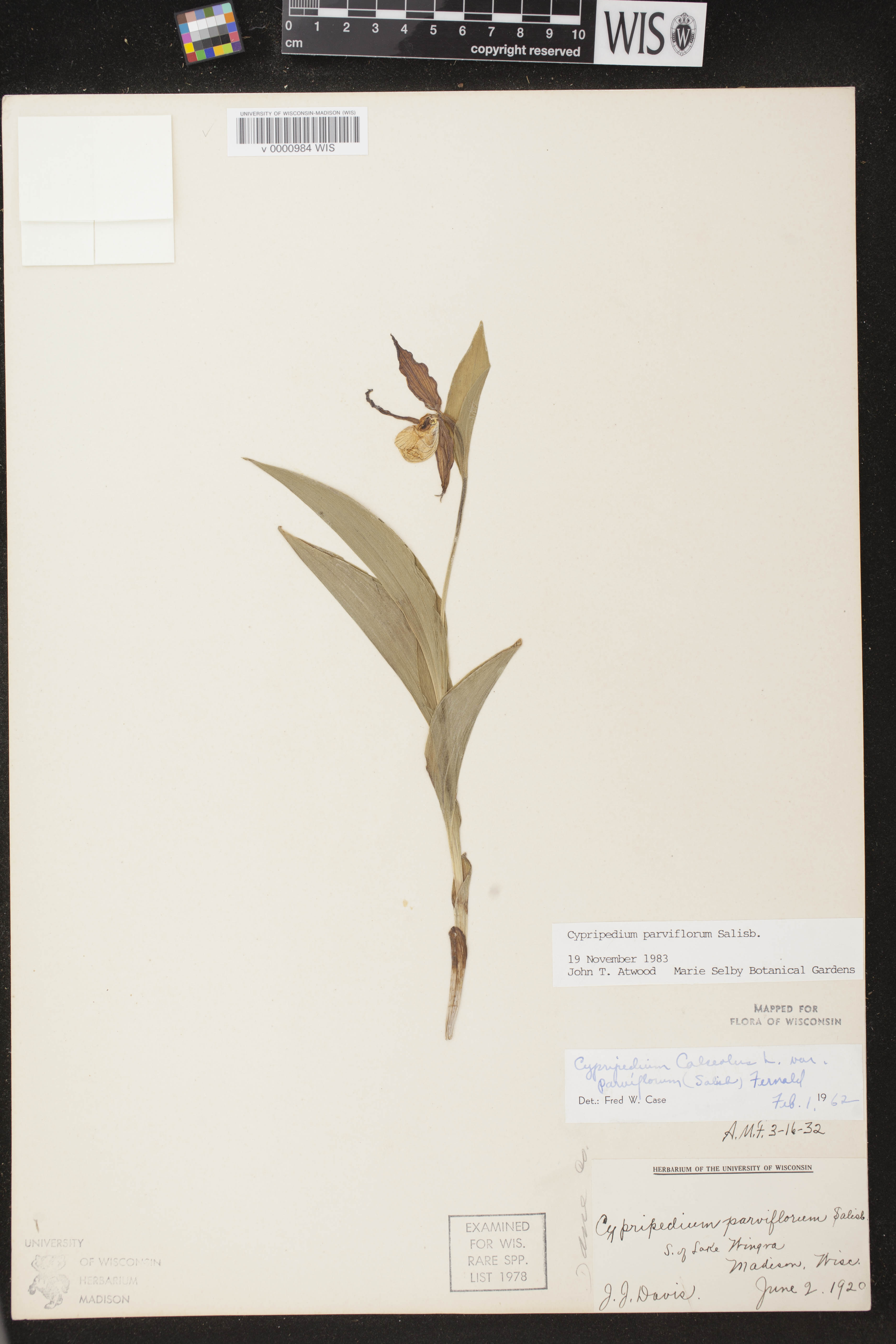 Cypripedium parviflorum var. makasin image