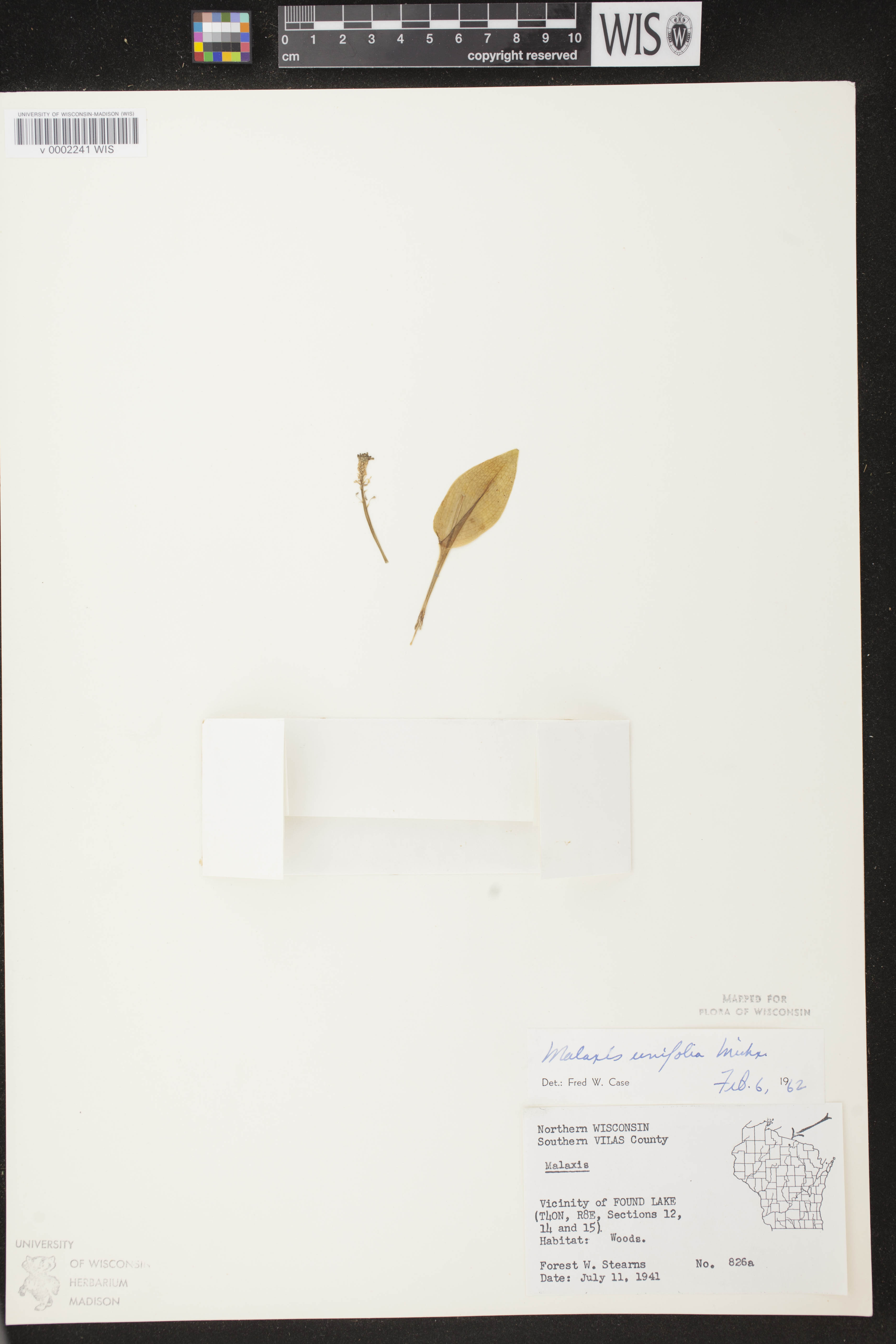 Malaxis unifolia image