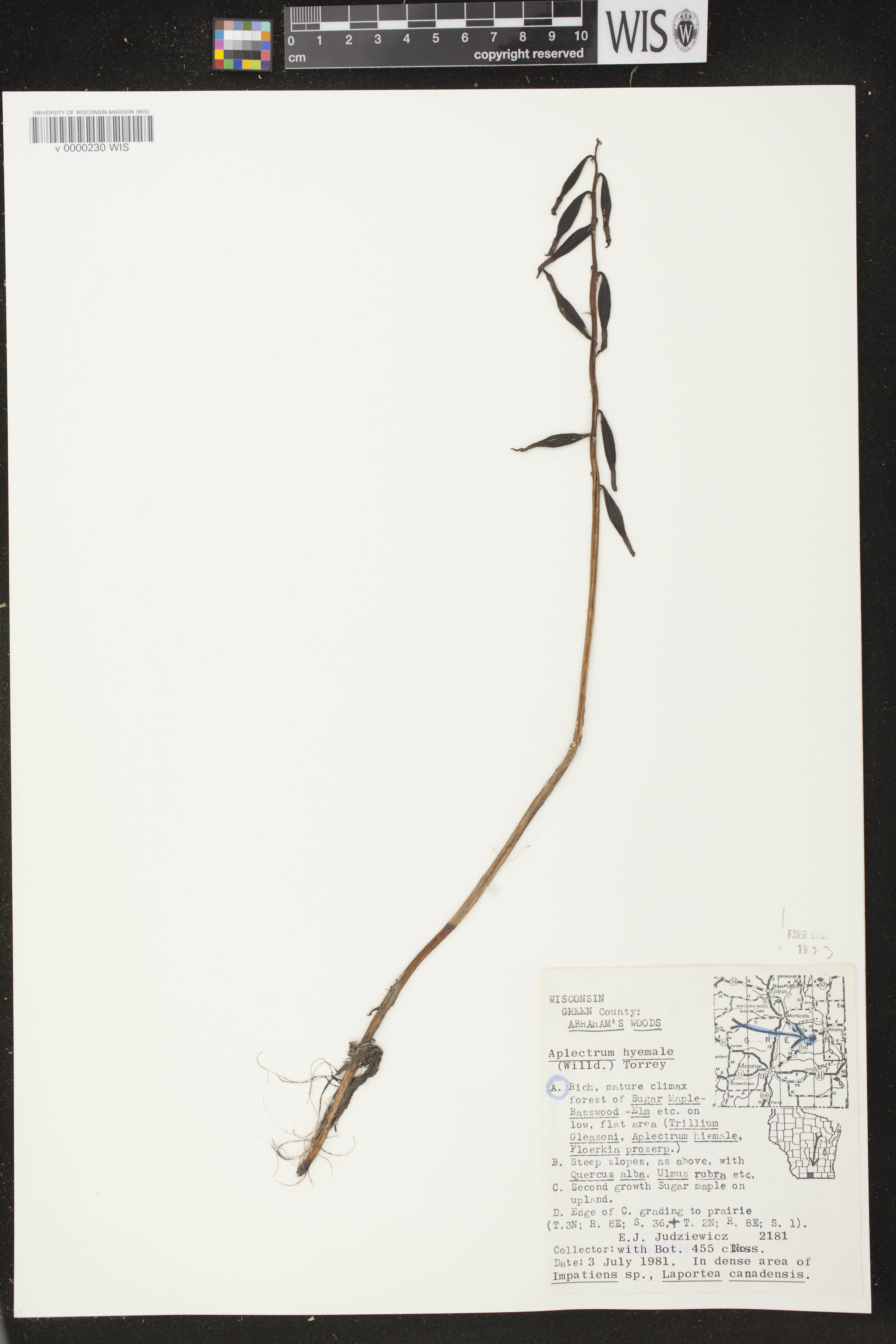 Aplectrum hyemale image