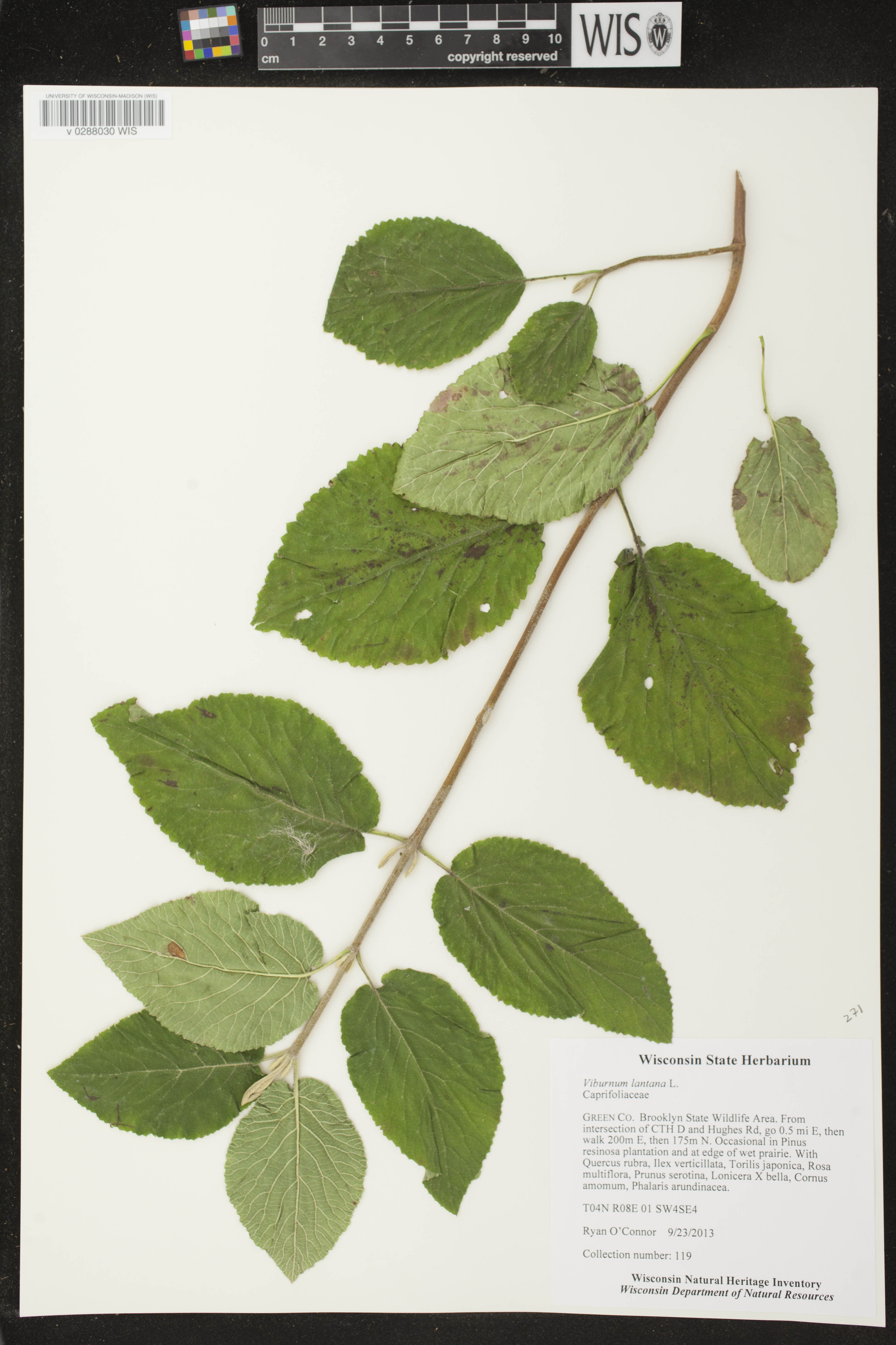 Viburnum lantana image
