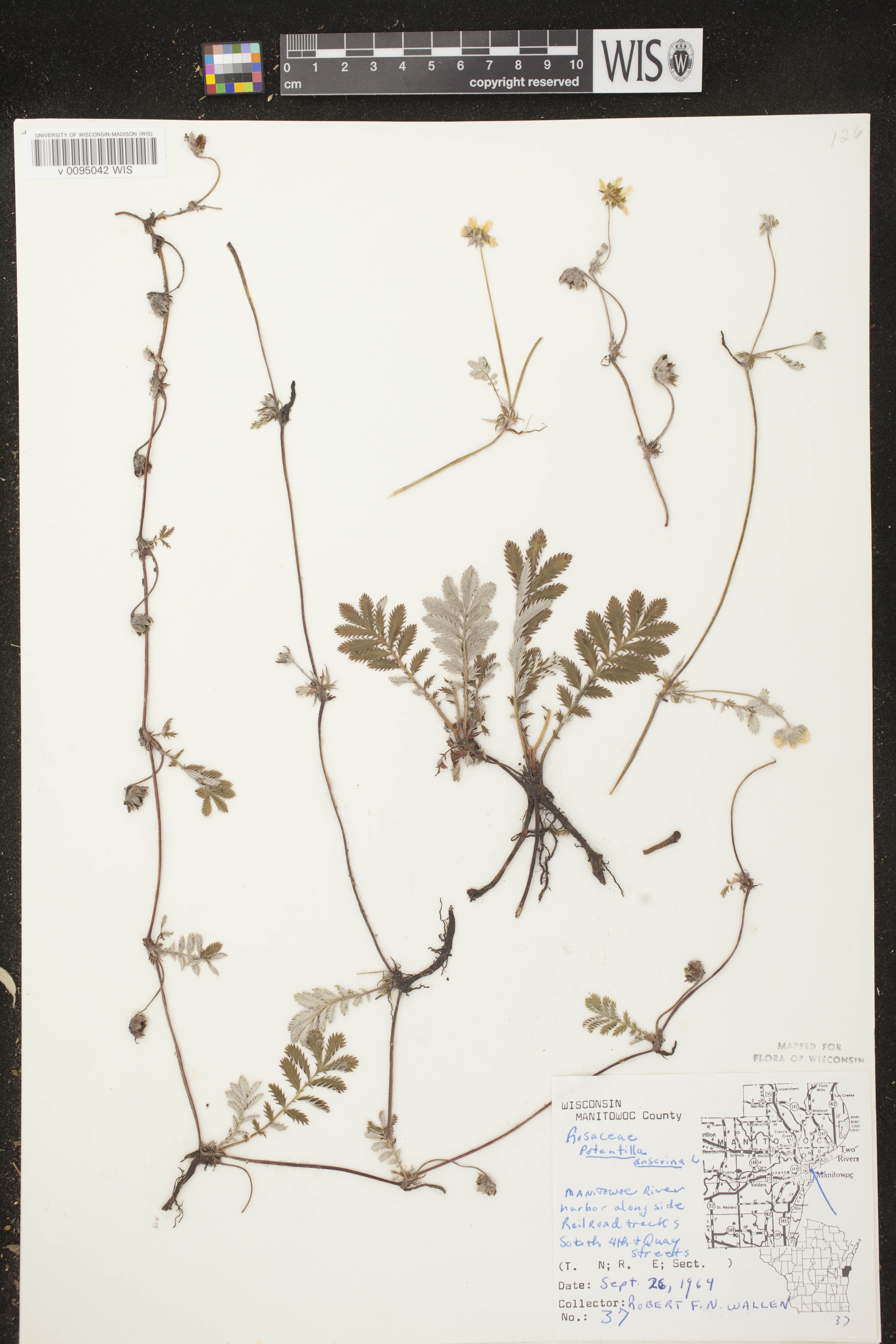 Potentilla anserina subsp. anserina image
