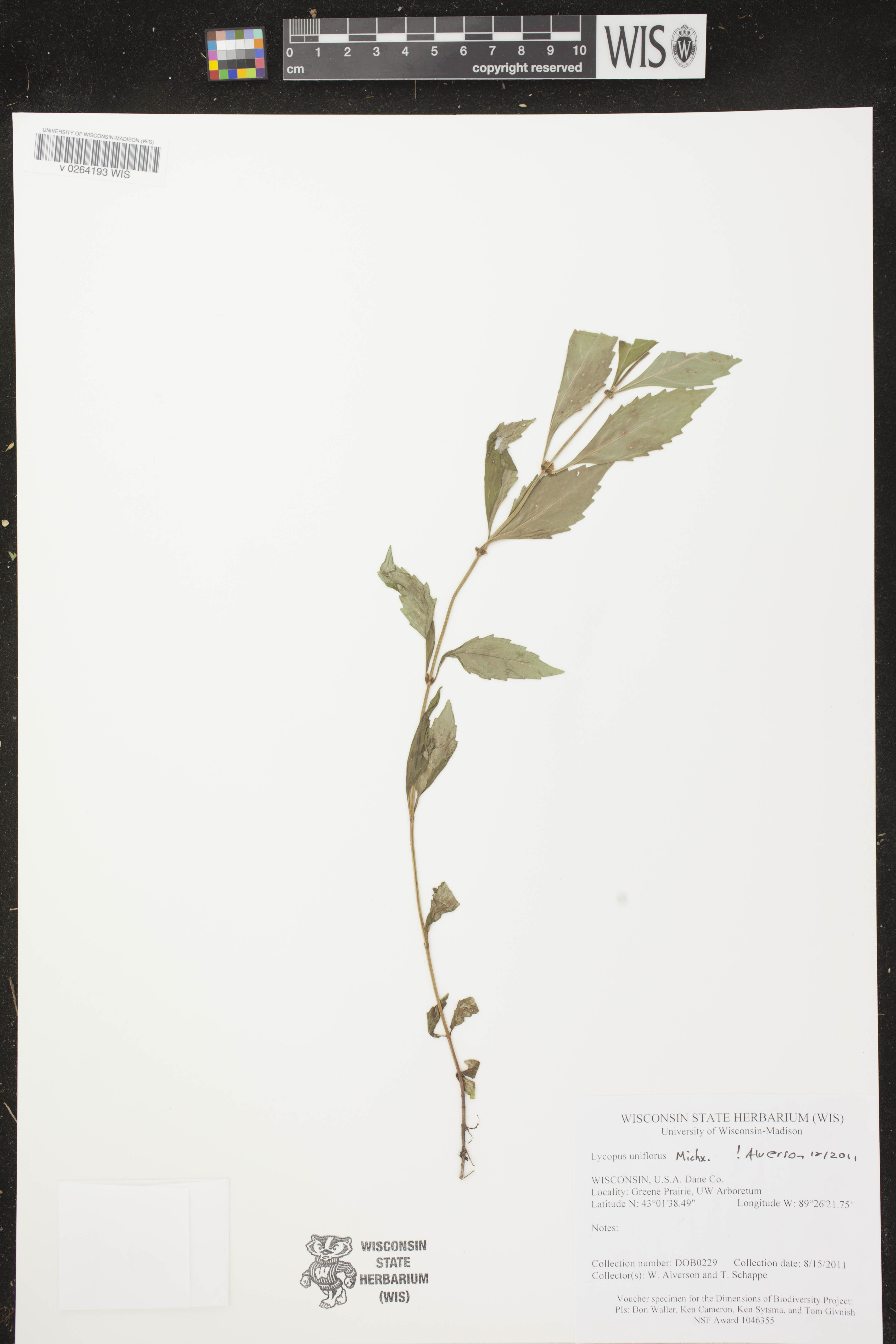 Lycopus uniflorus image
