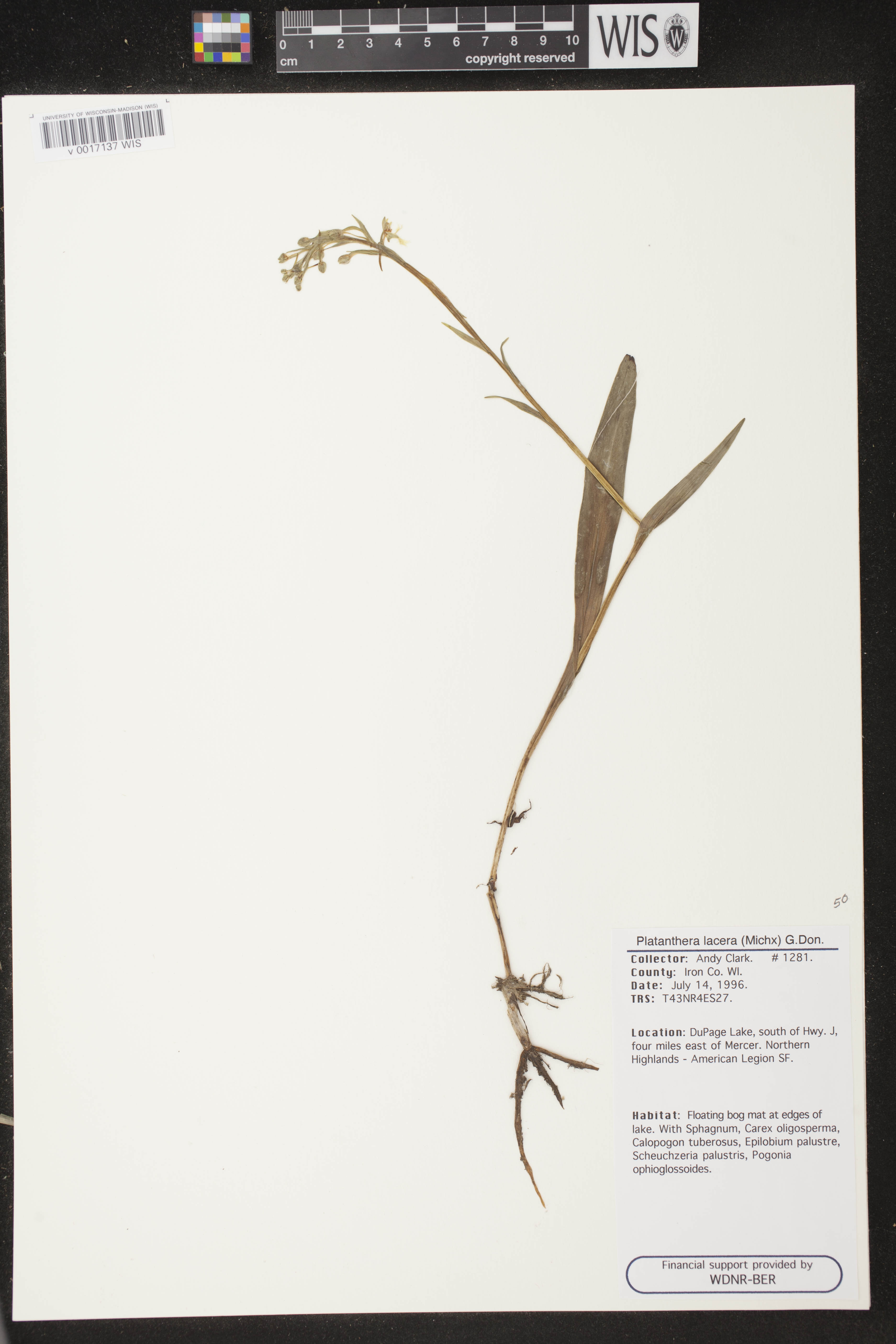 Platanthera lacera image