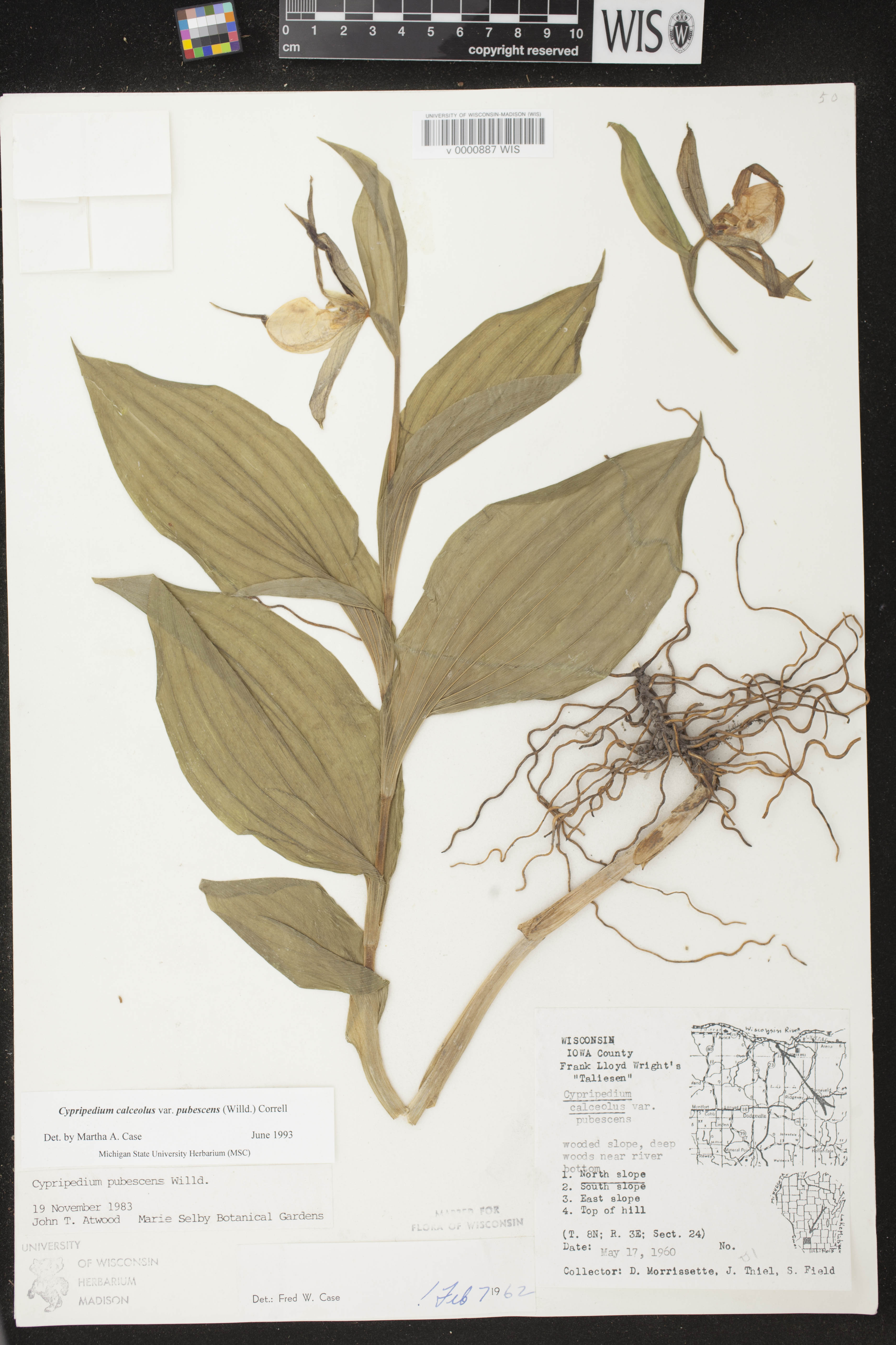 Cypripedium parviflorum image