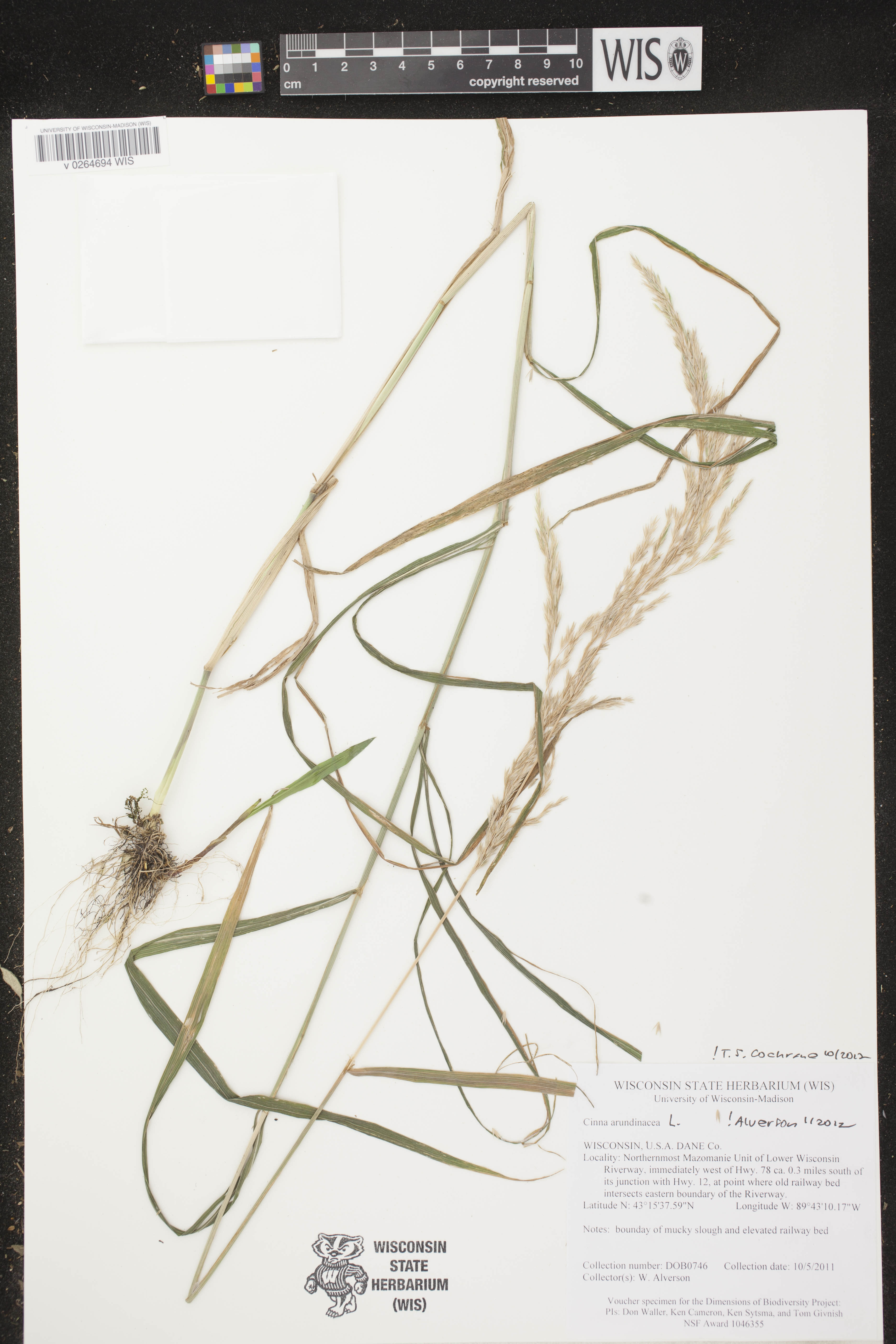 Cinna arundinacea image