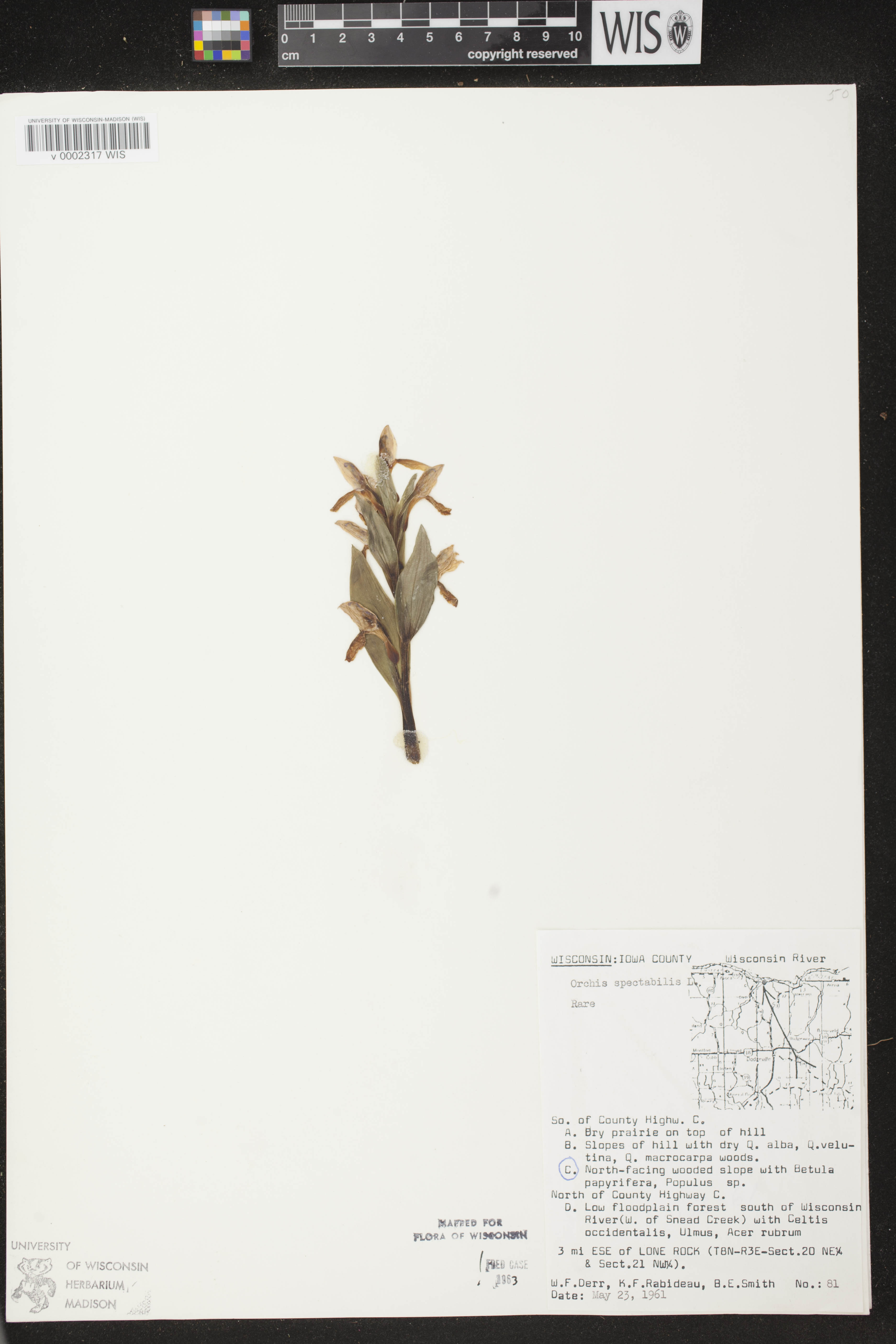 Galearis spectabilis image