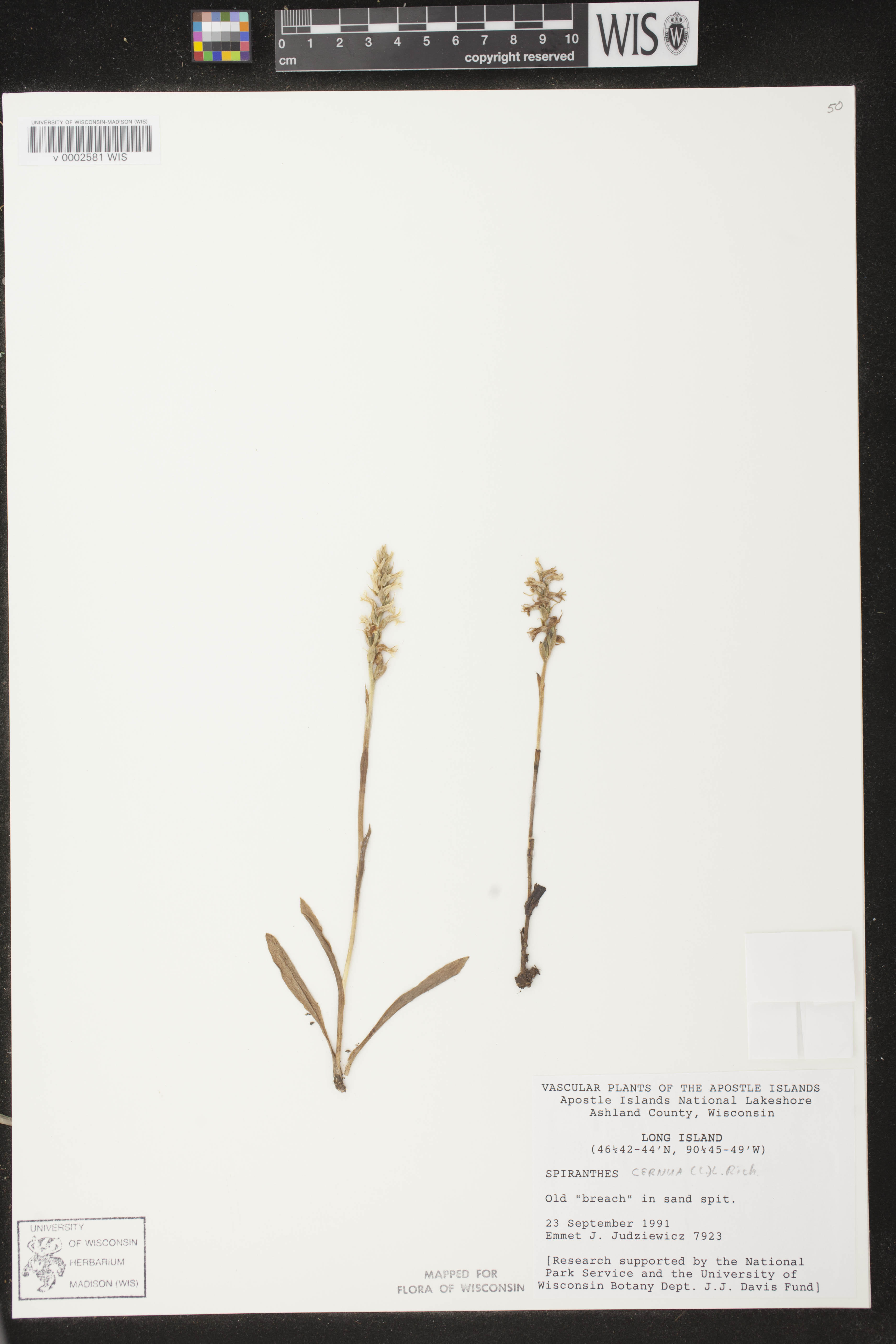 Spiranthes cernua image