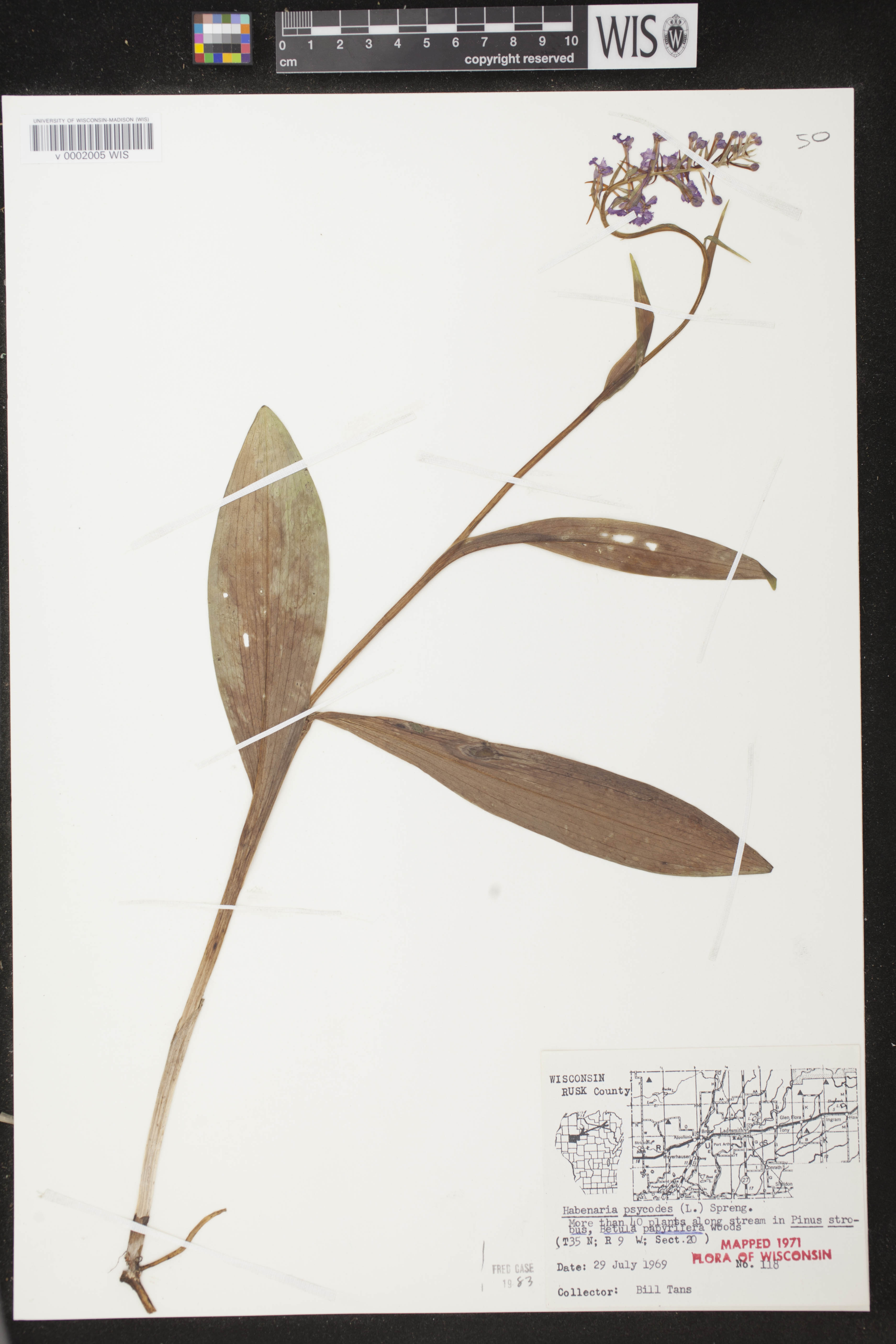 Platanthera psycodes image