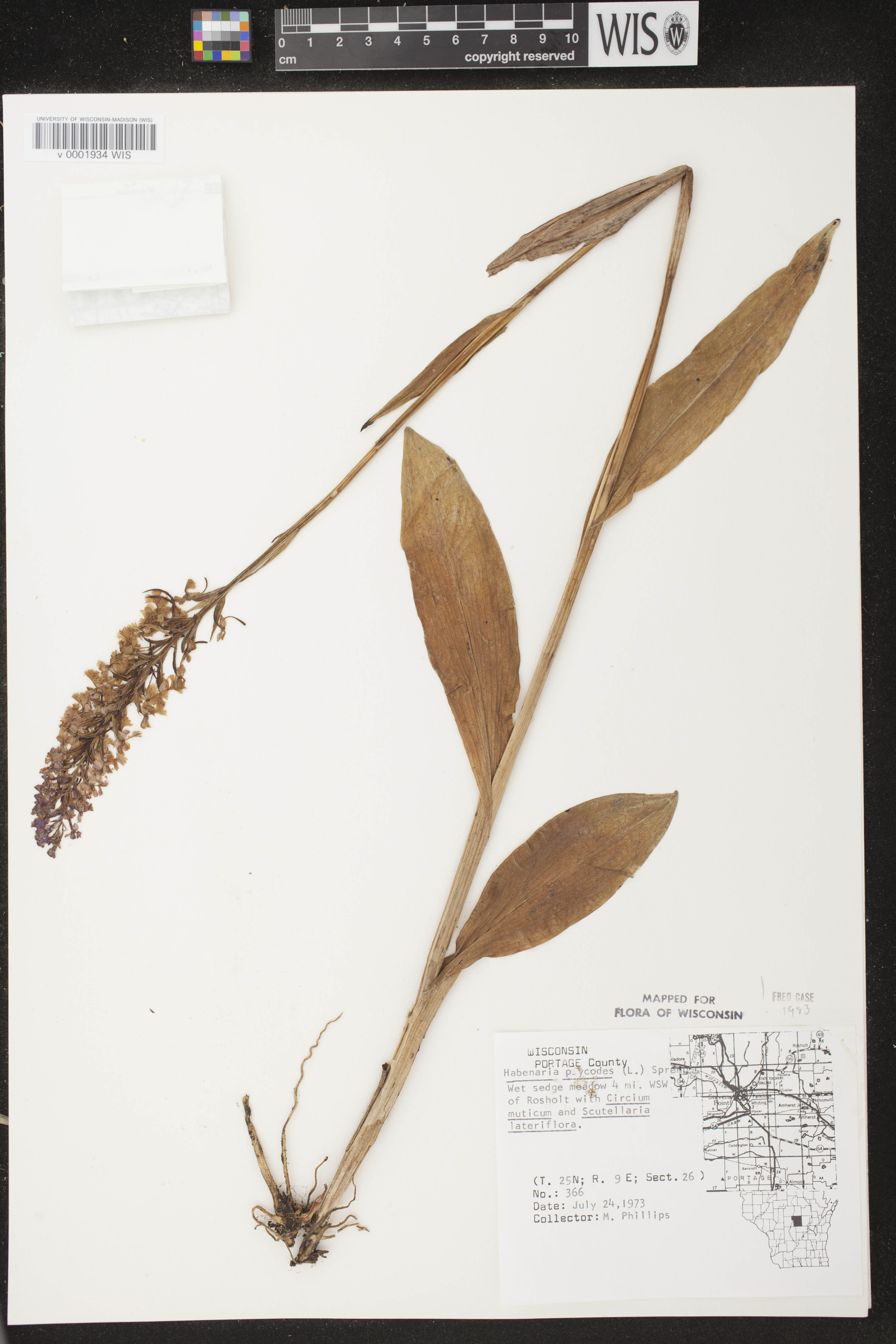 Platanthera psycodes image