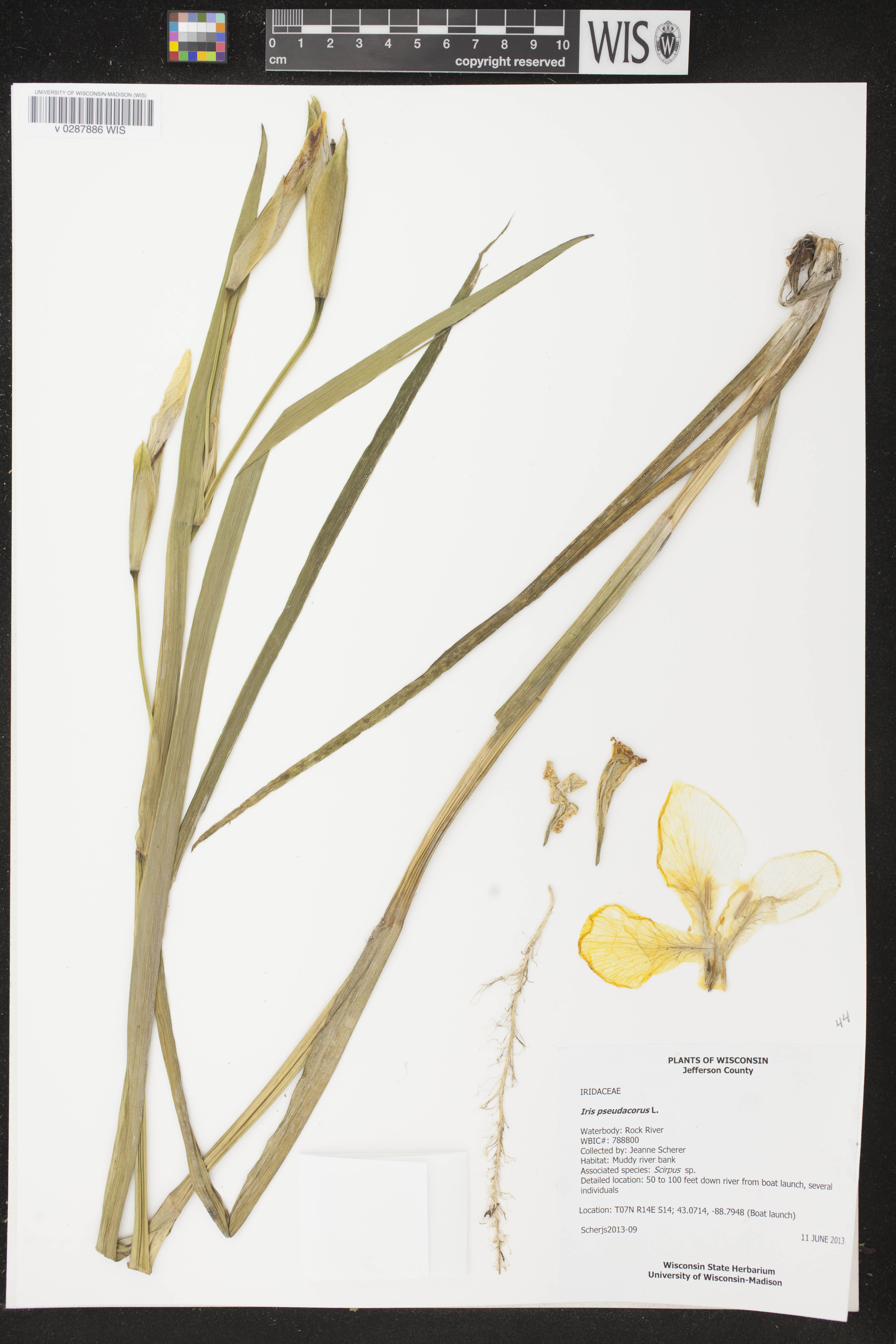 Iris pseudacorus image