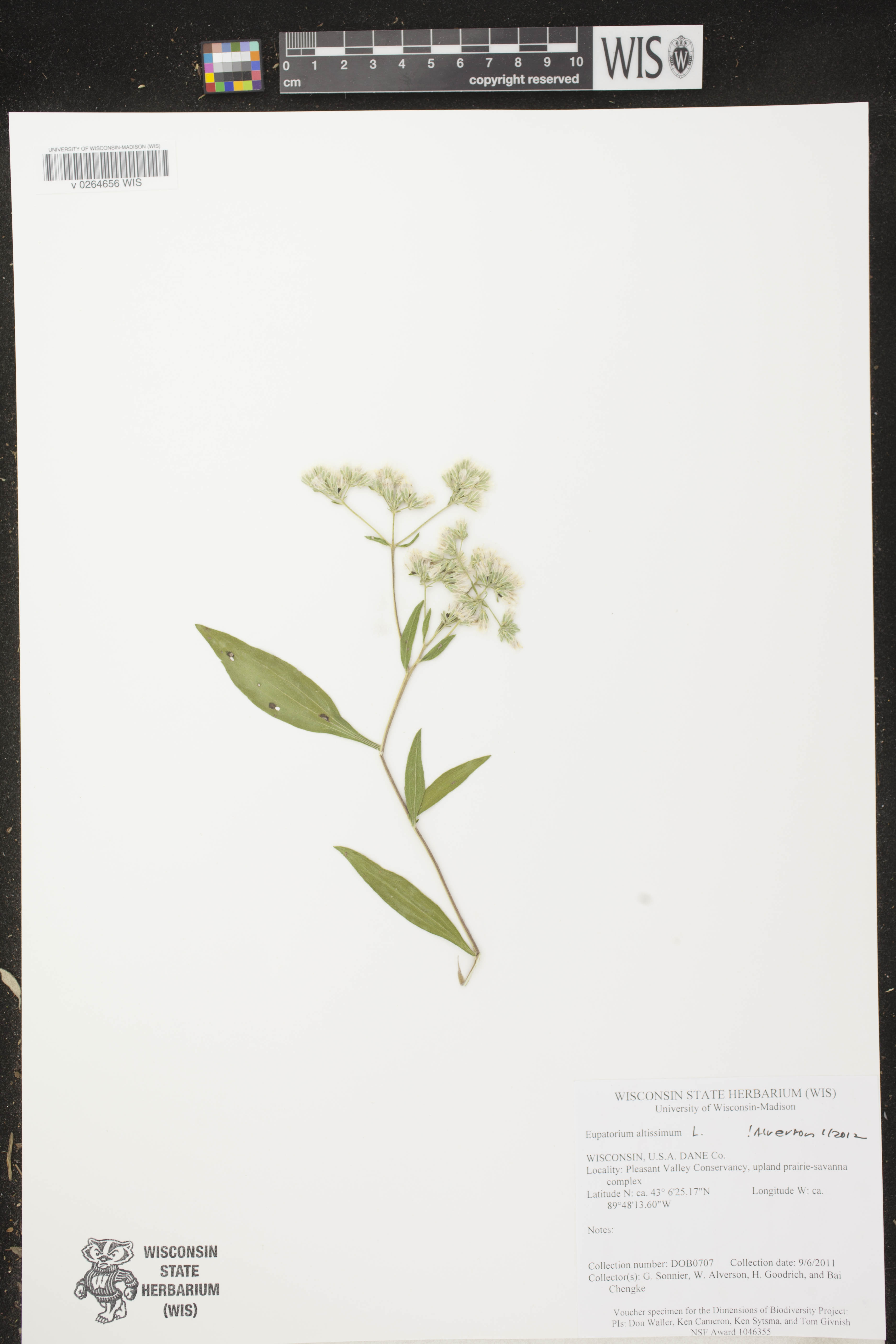 Eupatorium altissimum image