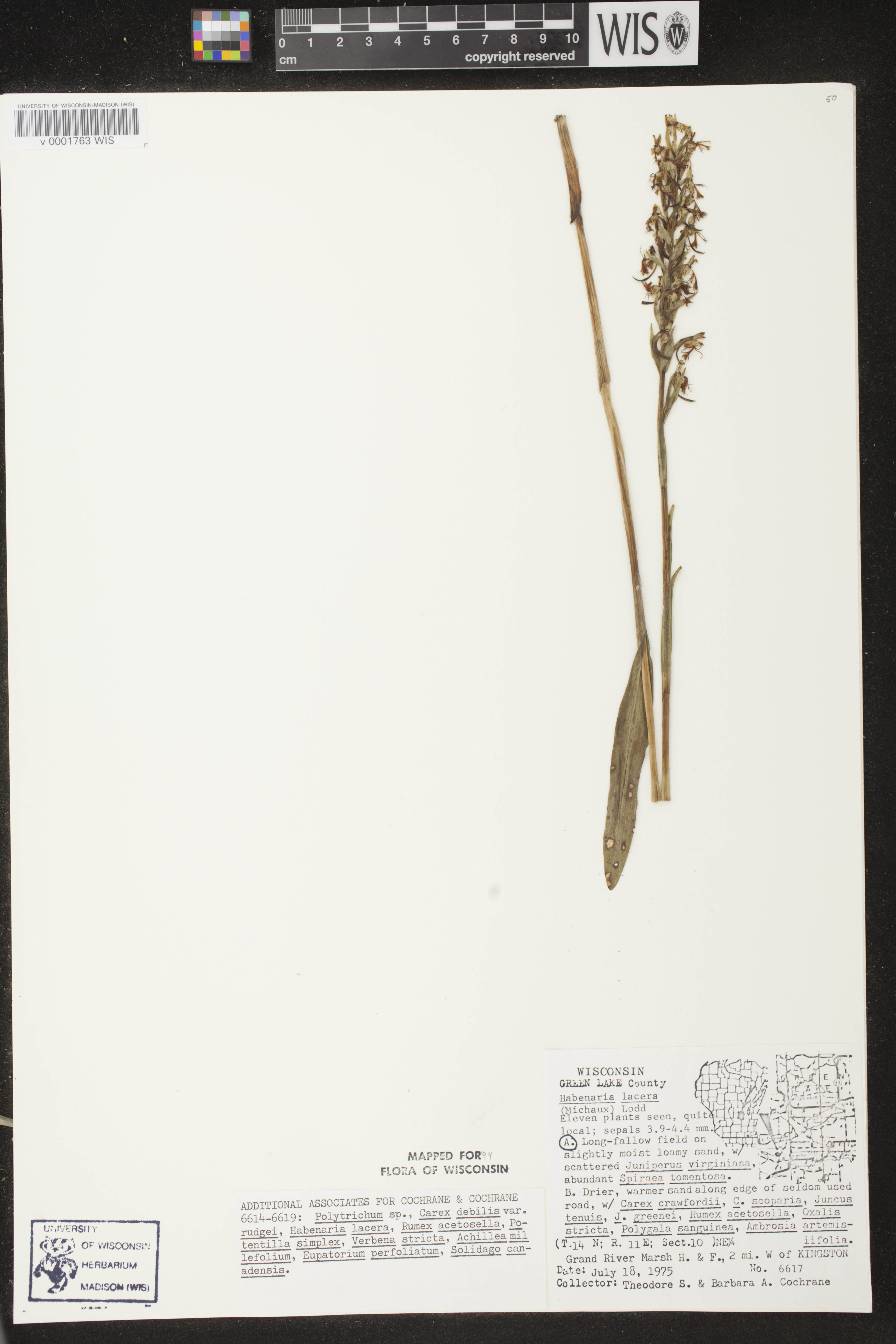 Platanthera lacera image