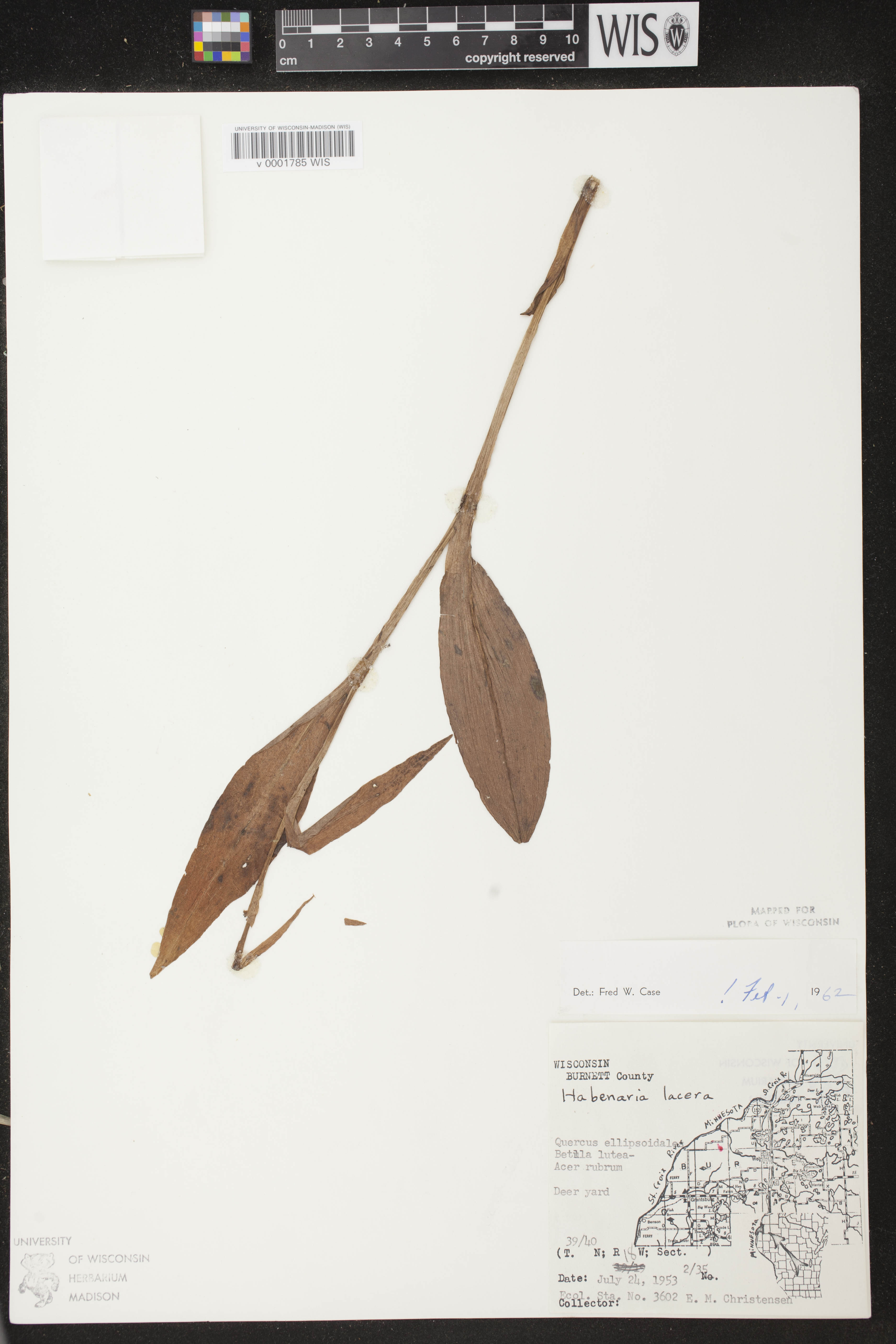 Platanthera lacera image