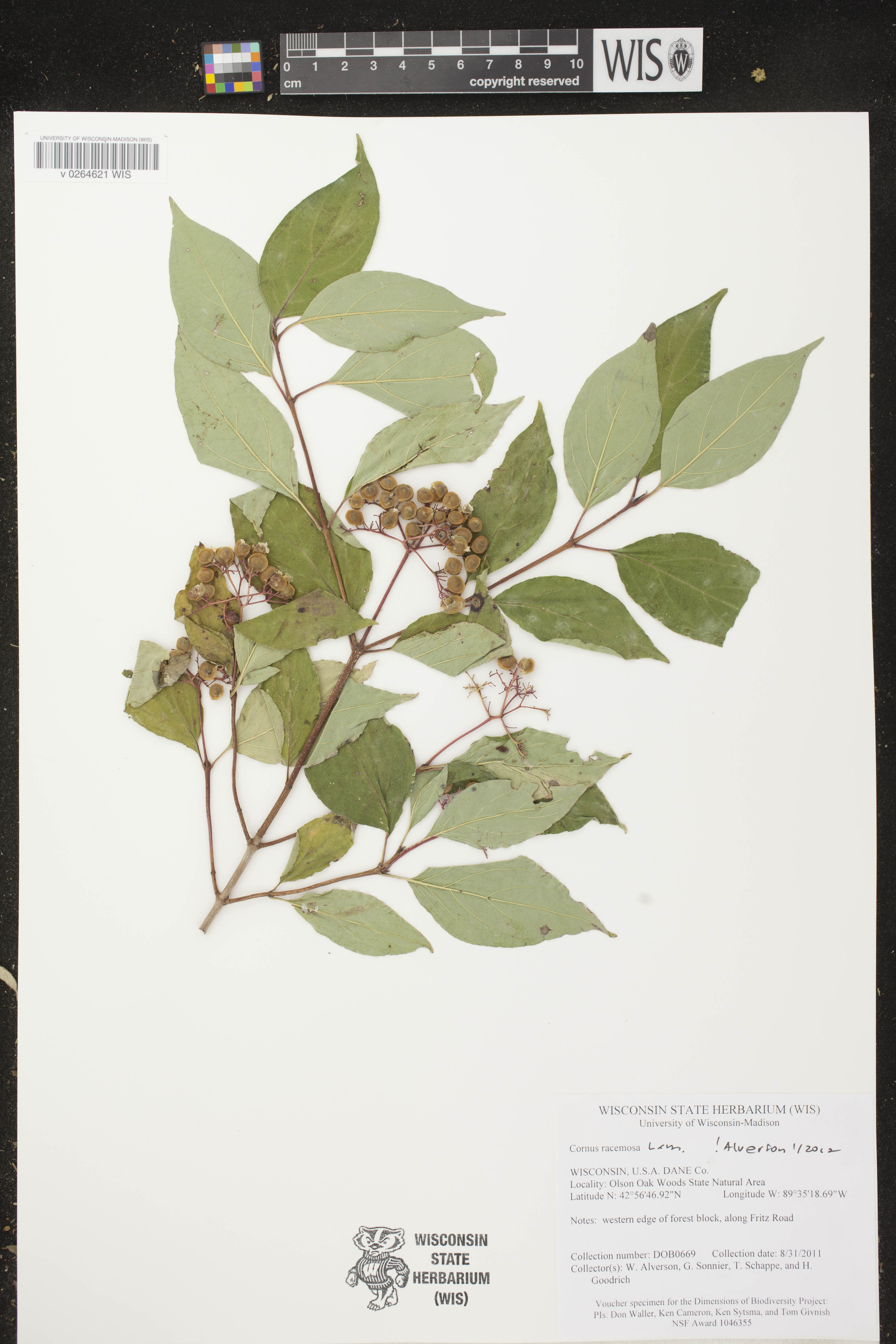 Cornus foemina subsp. racemosa image