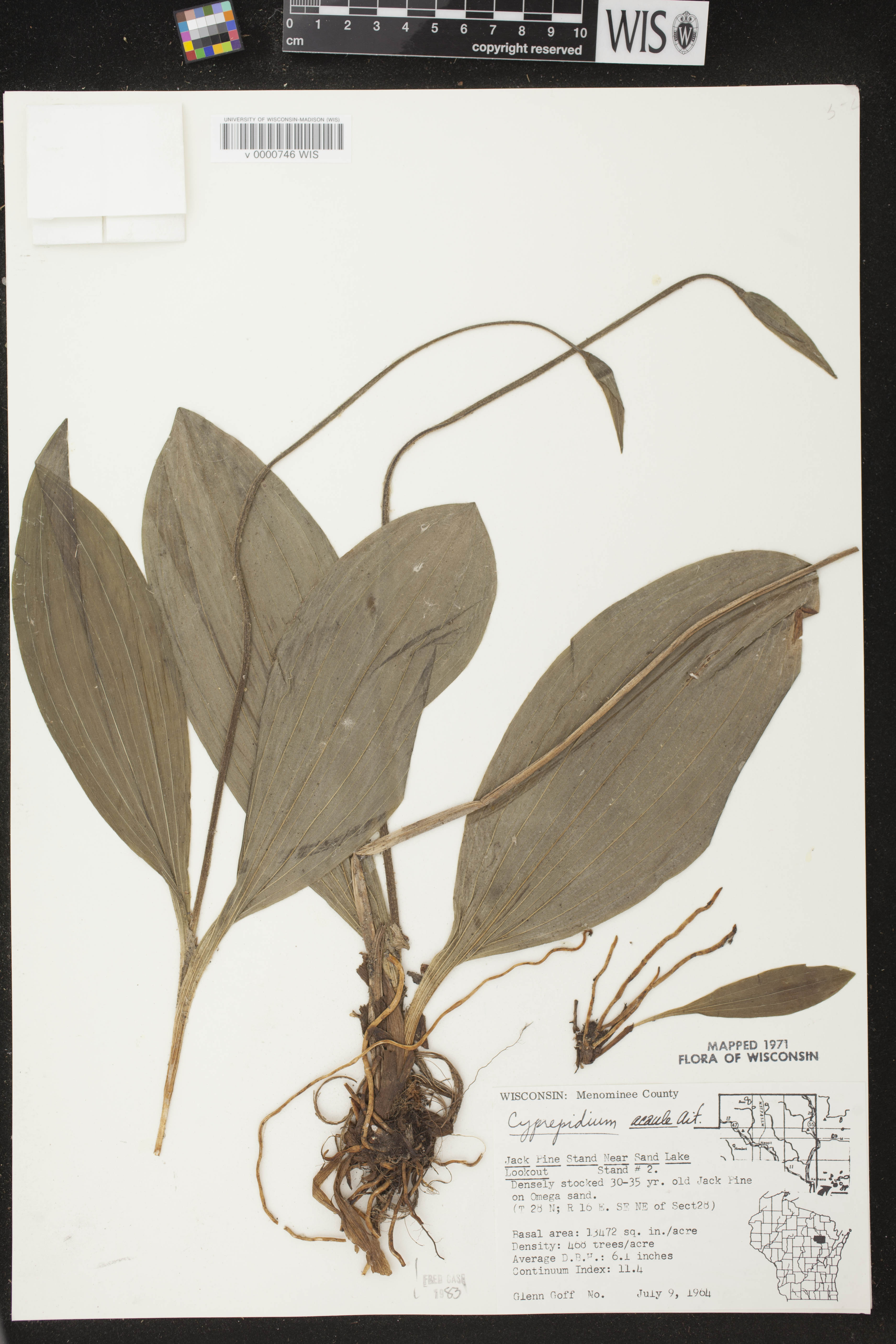 Cypripedium acaule image