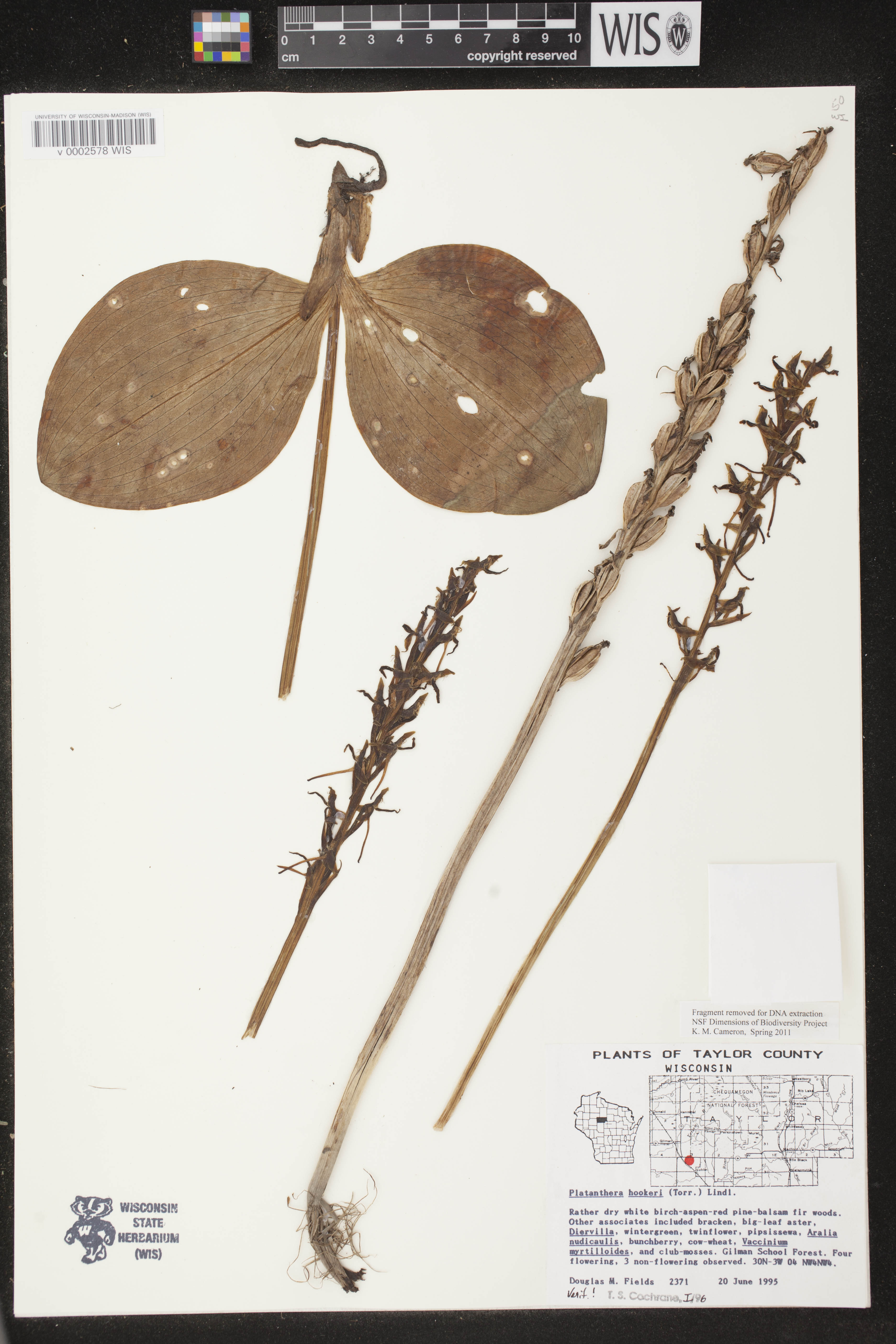 Platanthera hookeri image