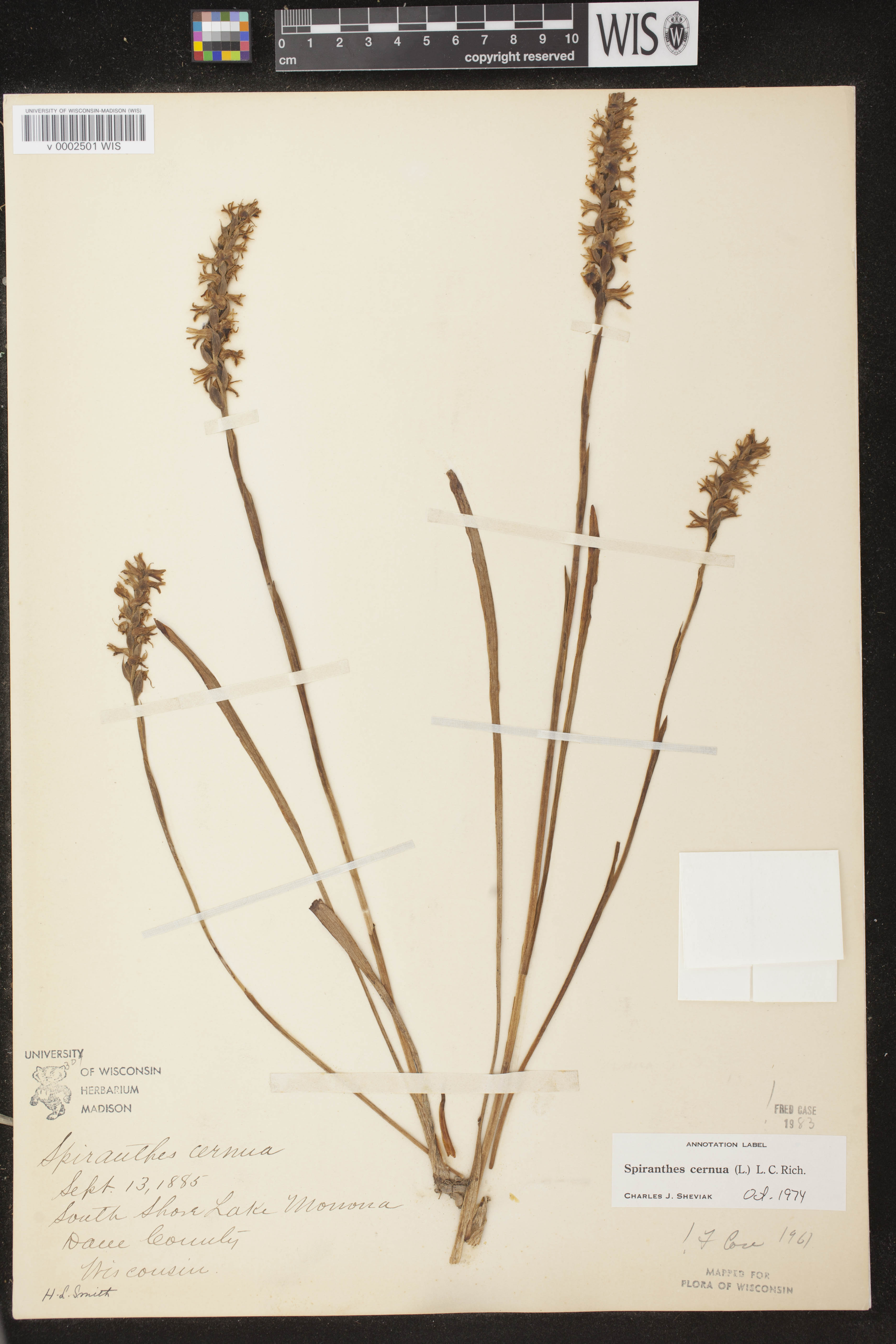 Spiranthes cernua image
