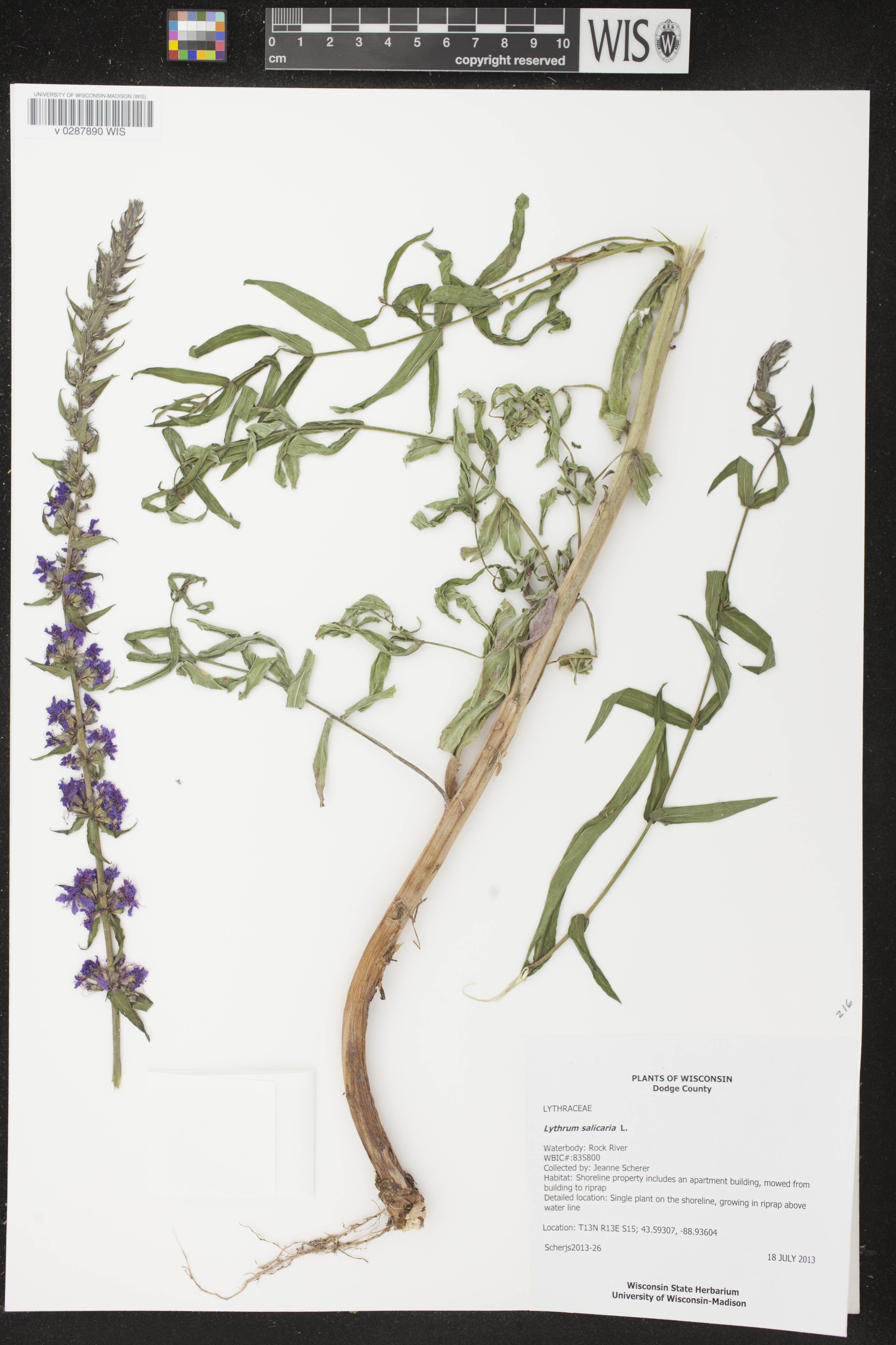 Lythrum salicaria image