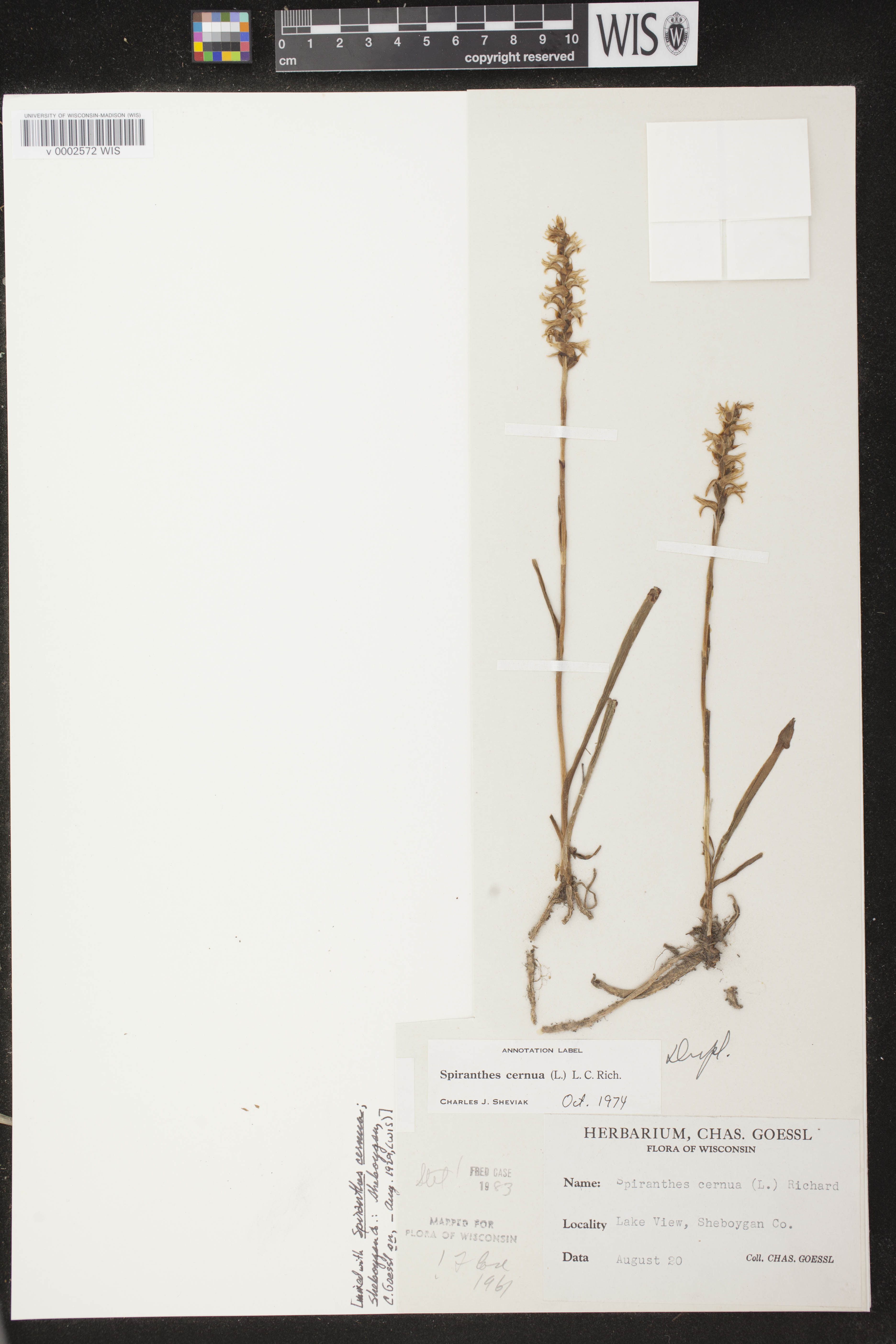 Spiranthes cernua image