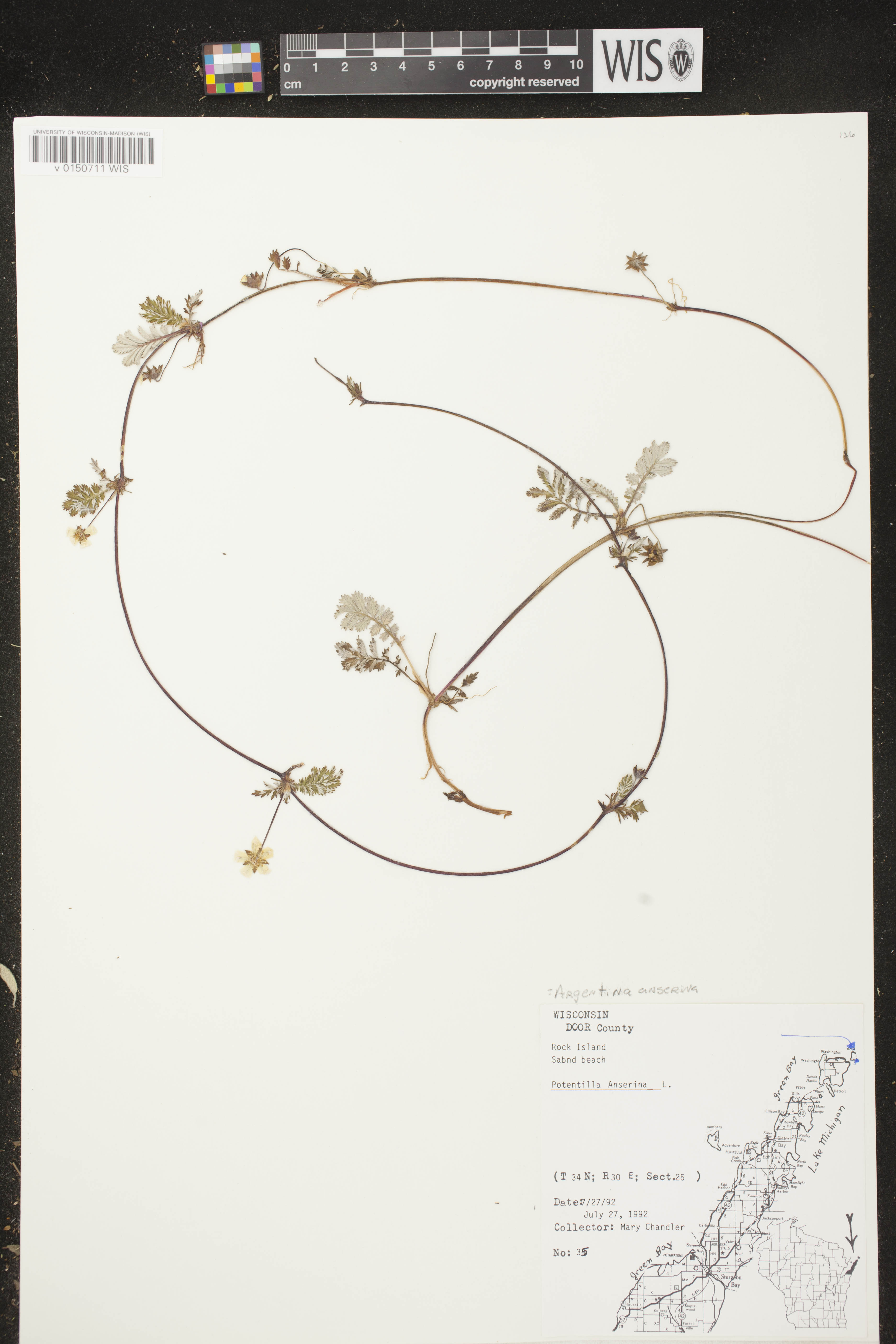 Potentilla anserina subsp. anserina image