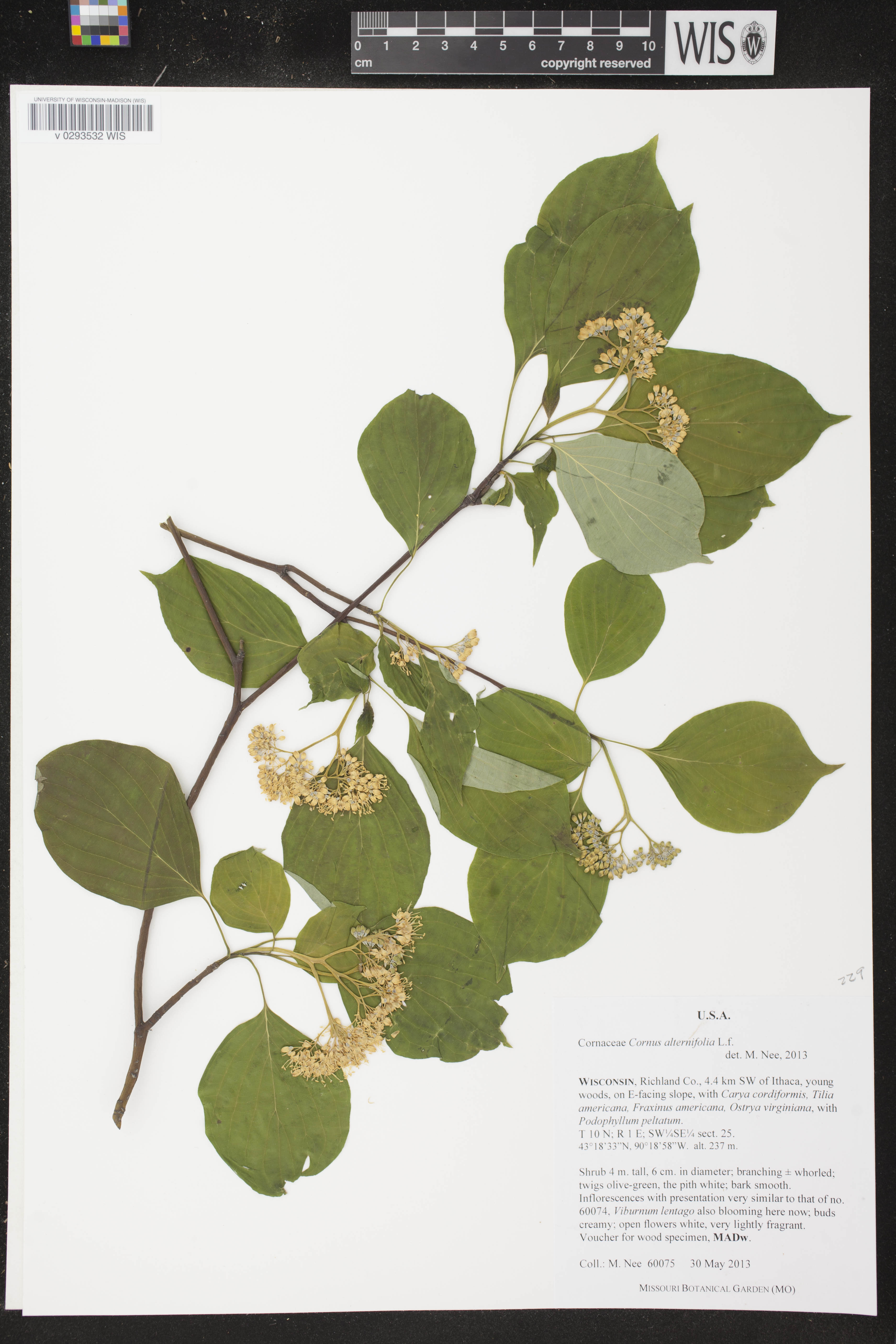 Cornus alternifolia image