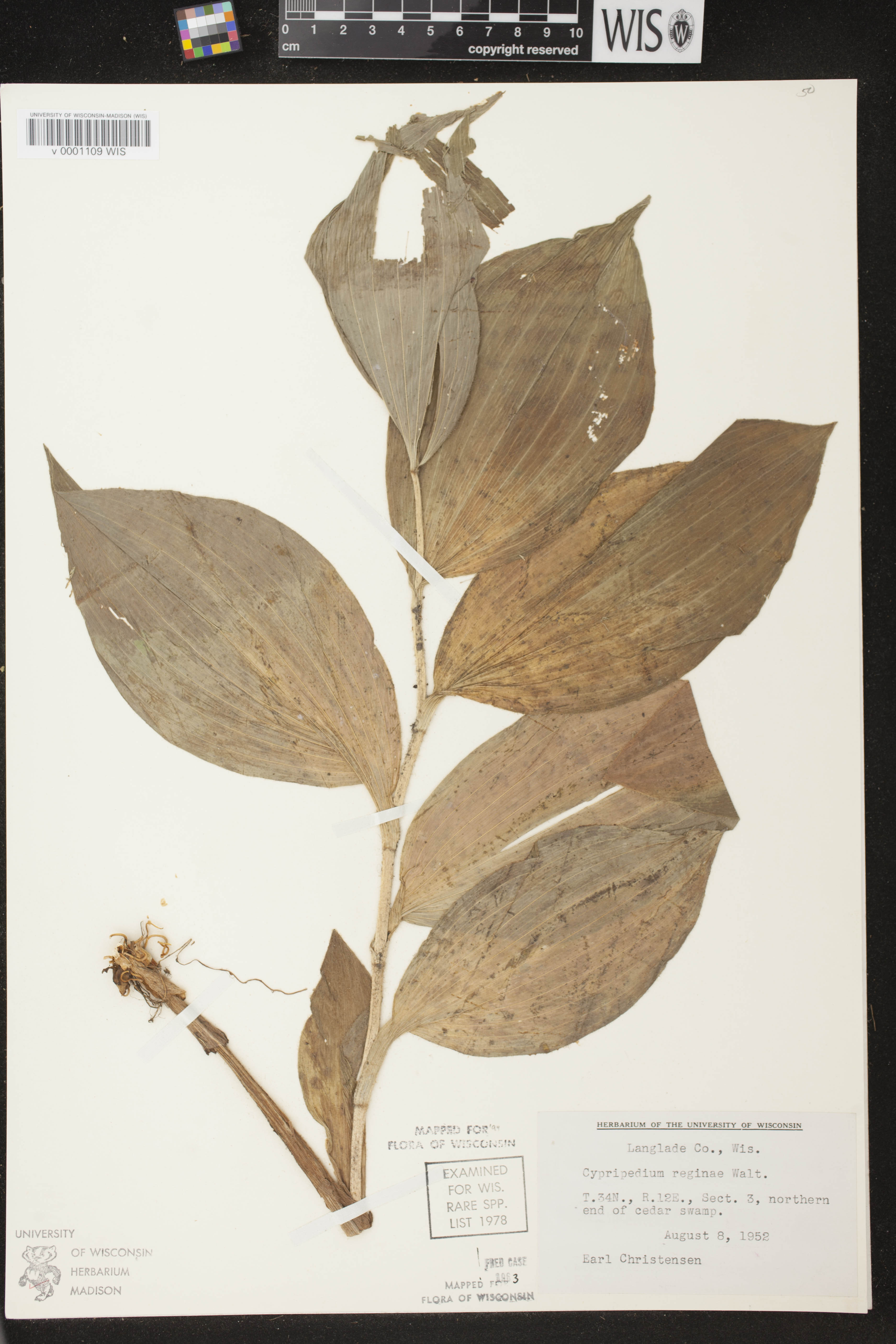 Cypripedium reginae image