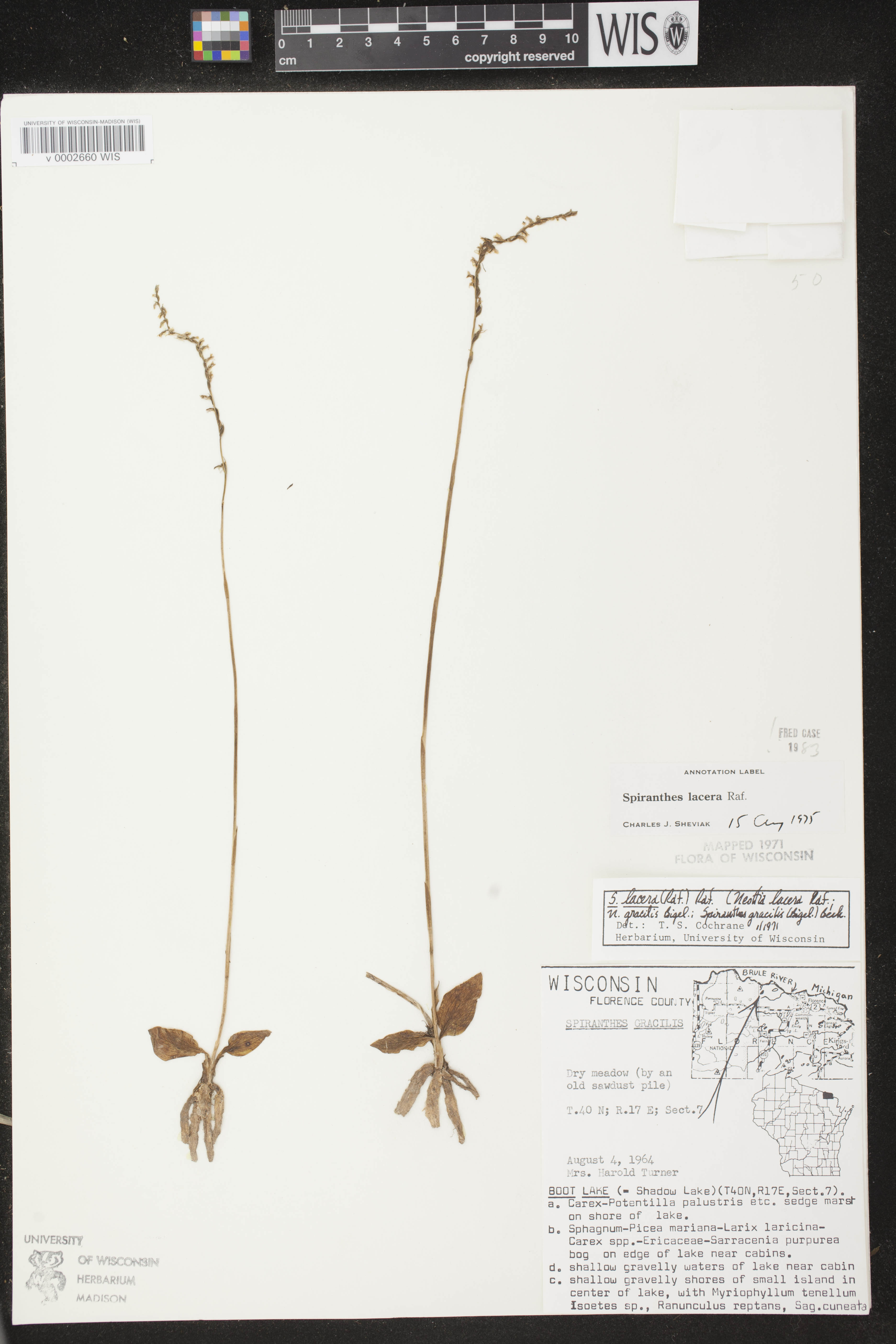Spiranthes lacera var. lacera image