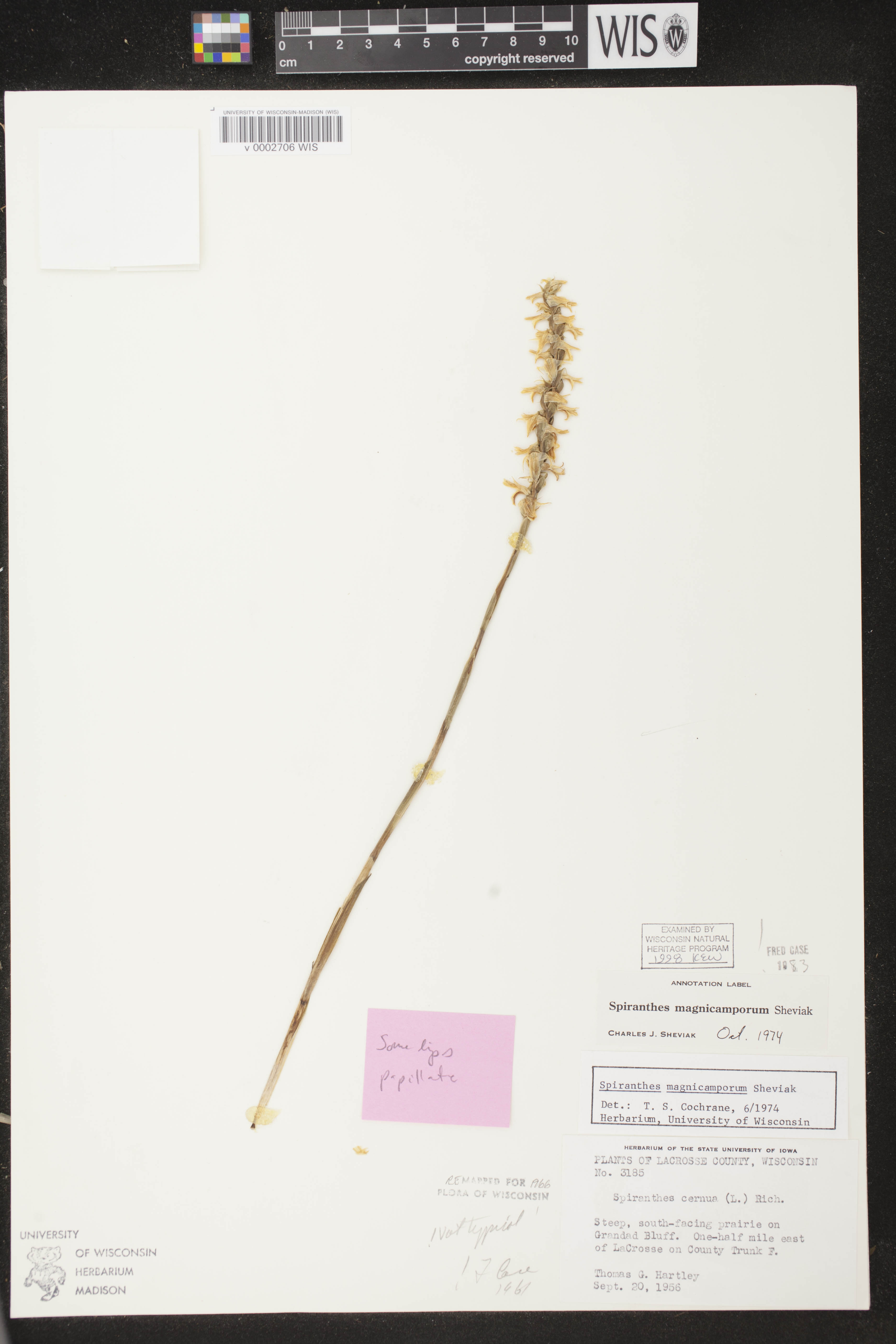 Spiranthes magnicamporum image