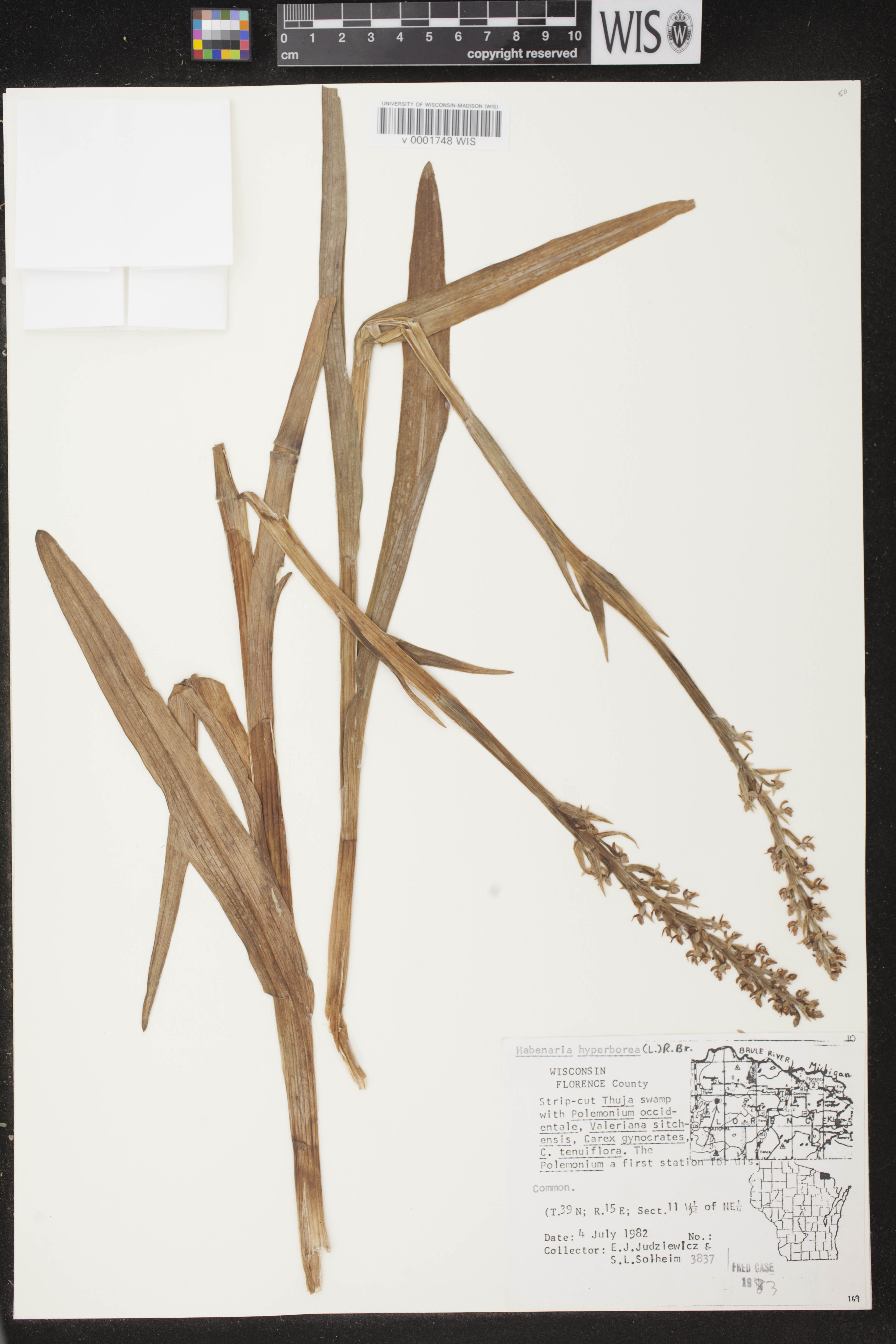 Platanthera huronensis image