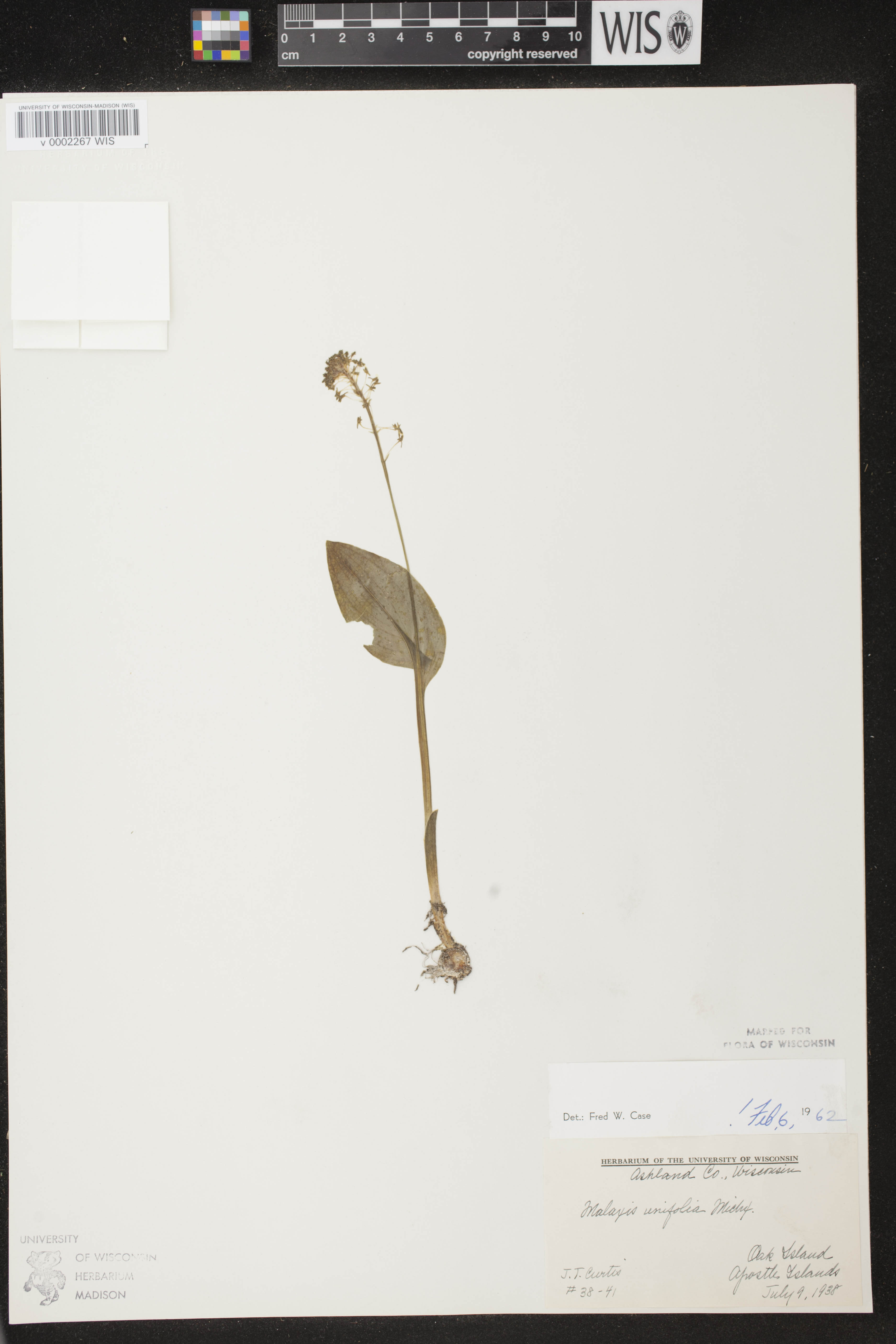 Malaxis unifolia image